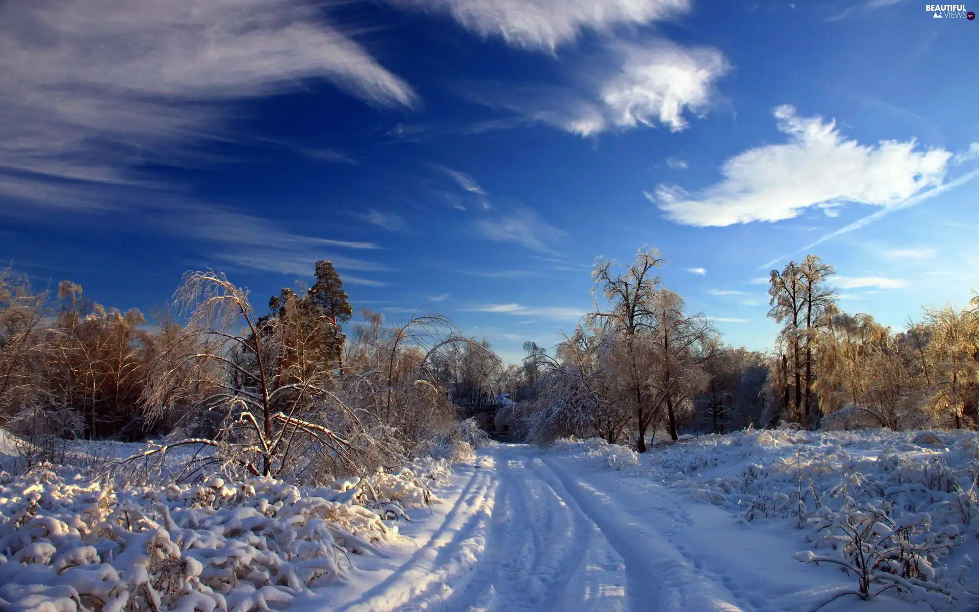 trees, clouds, snow, viewes