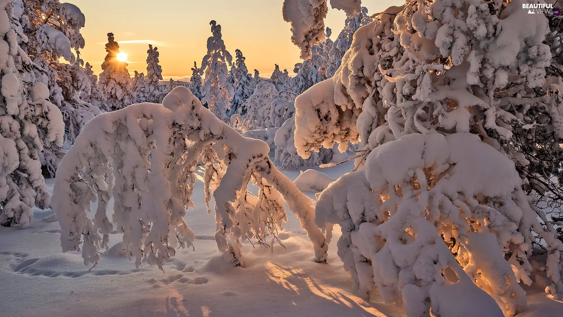 Snowy, winter, viewes, snow, Sunrise, trees, traces