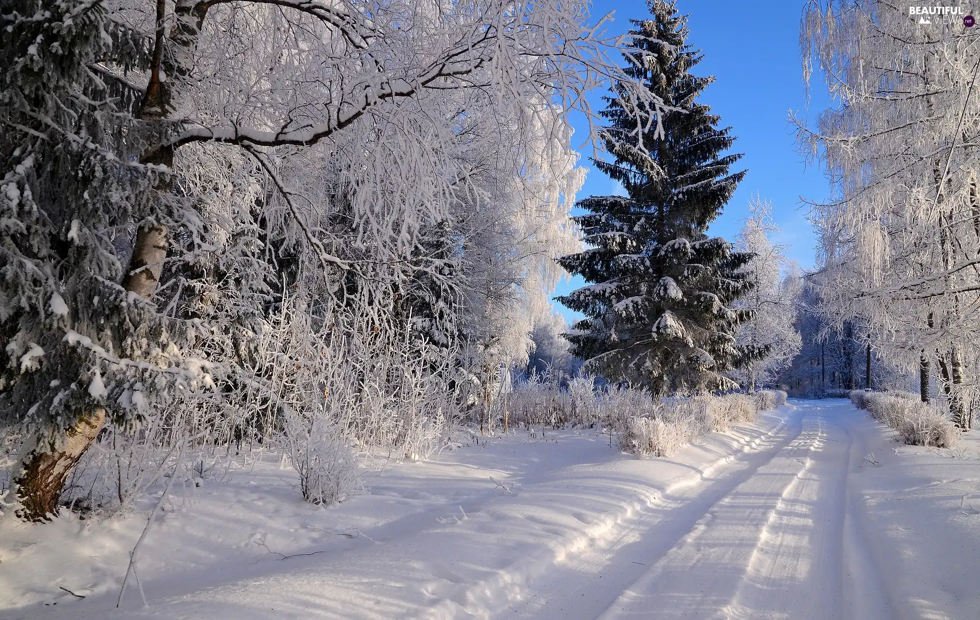 trees, winter, forest, snow, viewes, Way