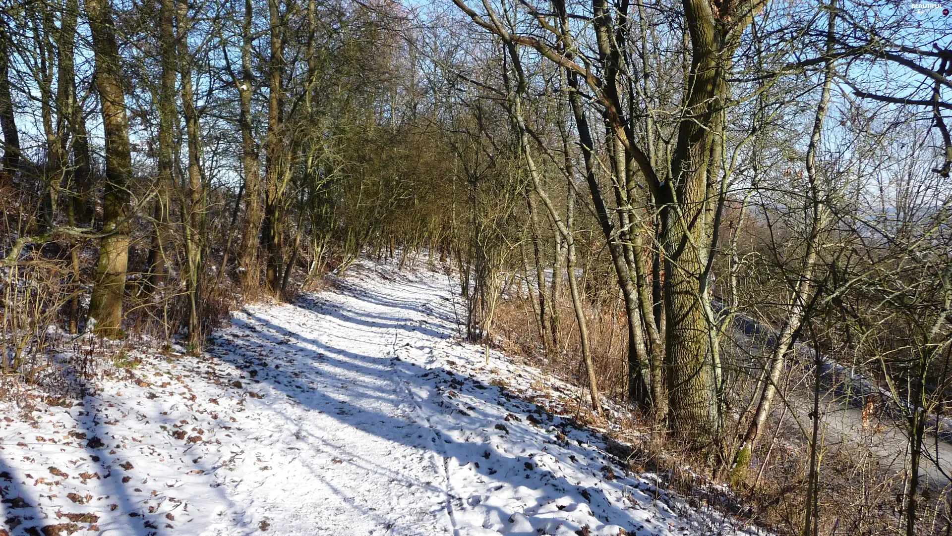 snow, forest, Way