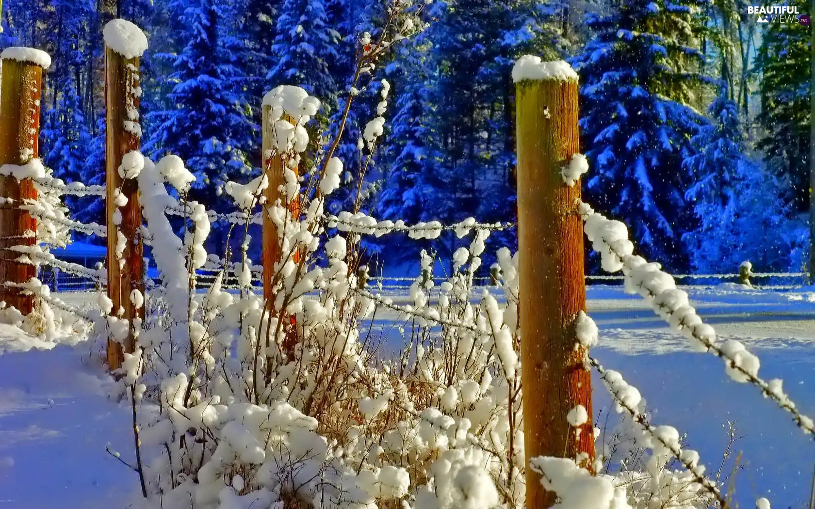 winter, Fance, snow, forest