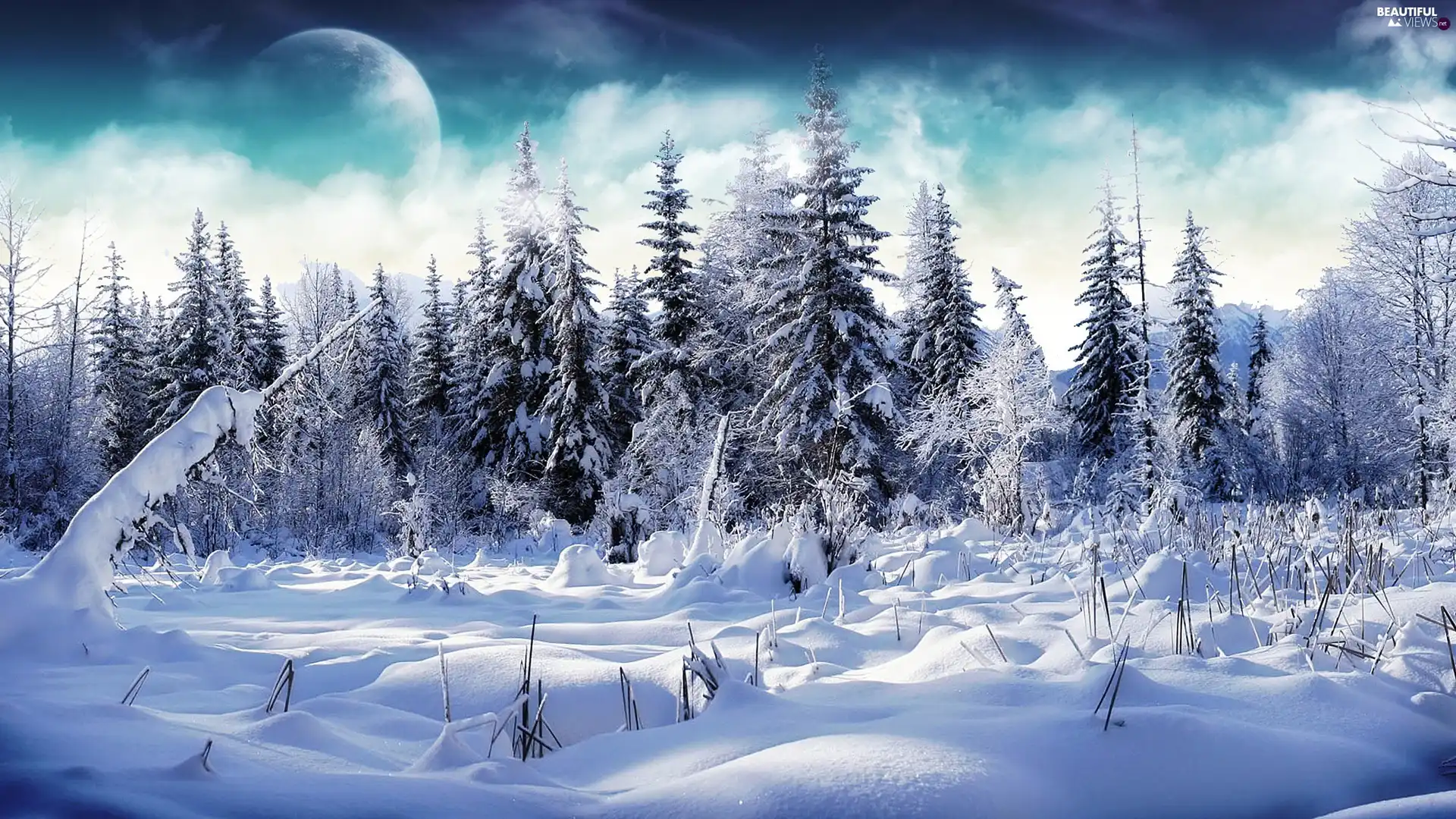 snow, forest, winter