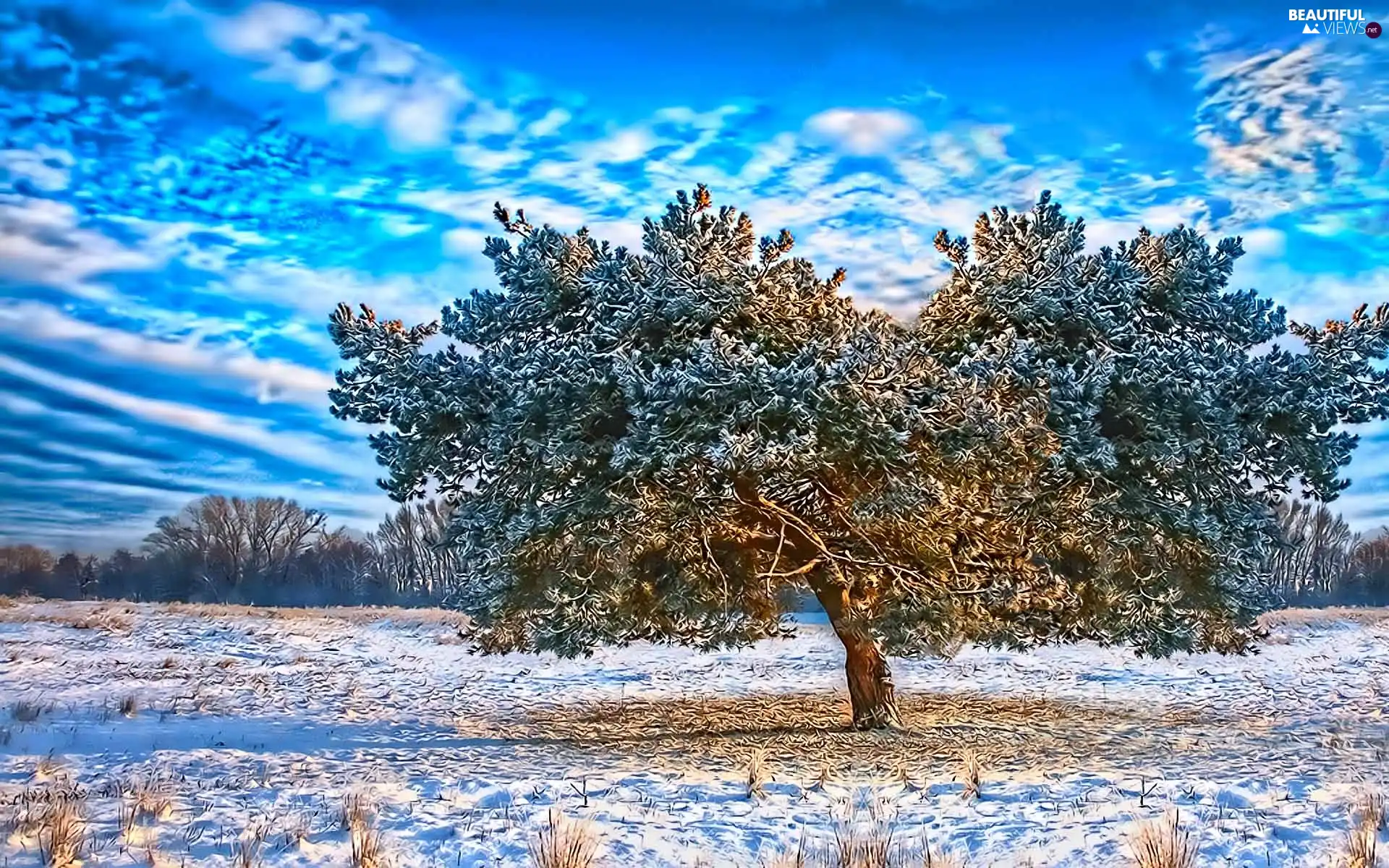 snow, winter, trees, clouds, frosty