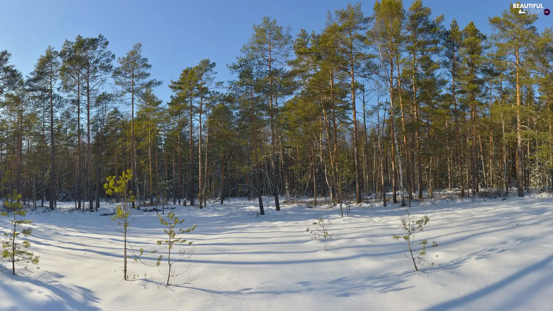 winter, forest, pine, snow