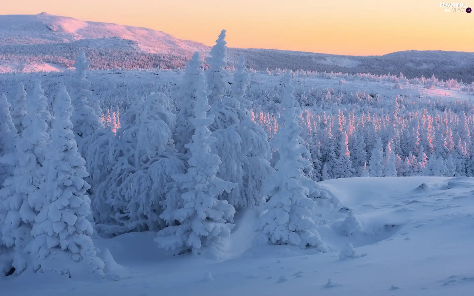 winter, Spruces, Snowy, snow