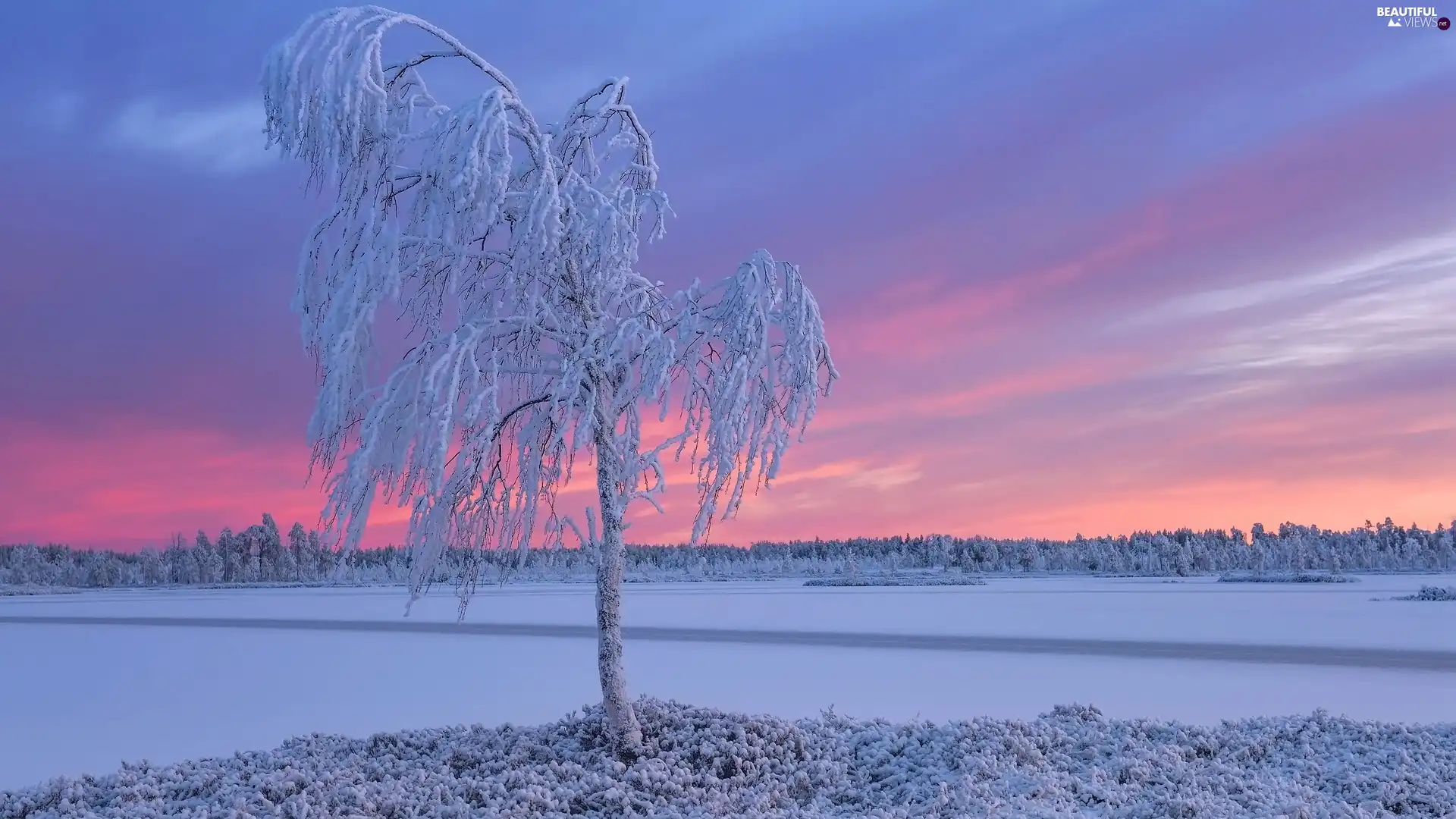 trees, Great Sunsets, snow, frosty, winter