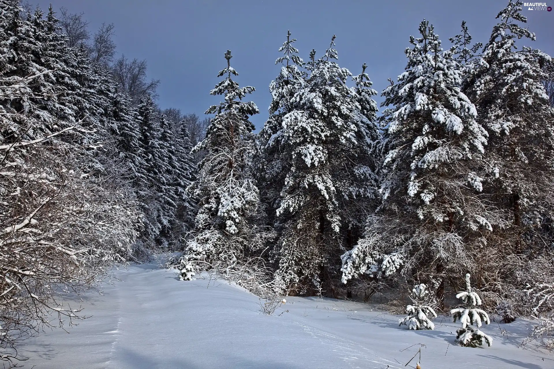 snow, winter, viewes, Spruces, trees