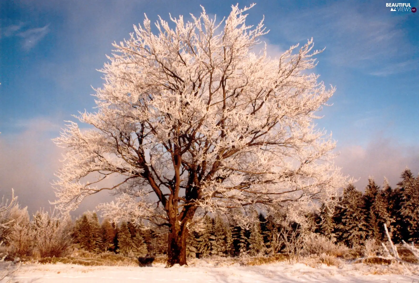 snow, trees, winter