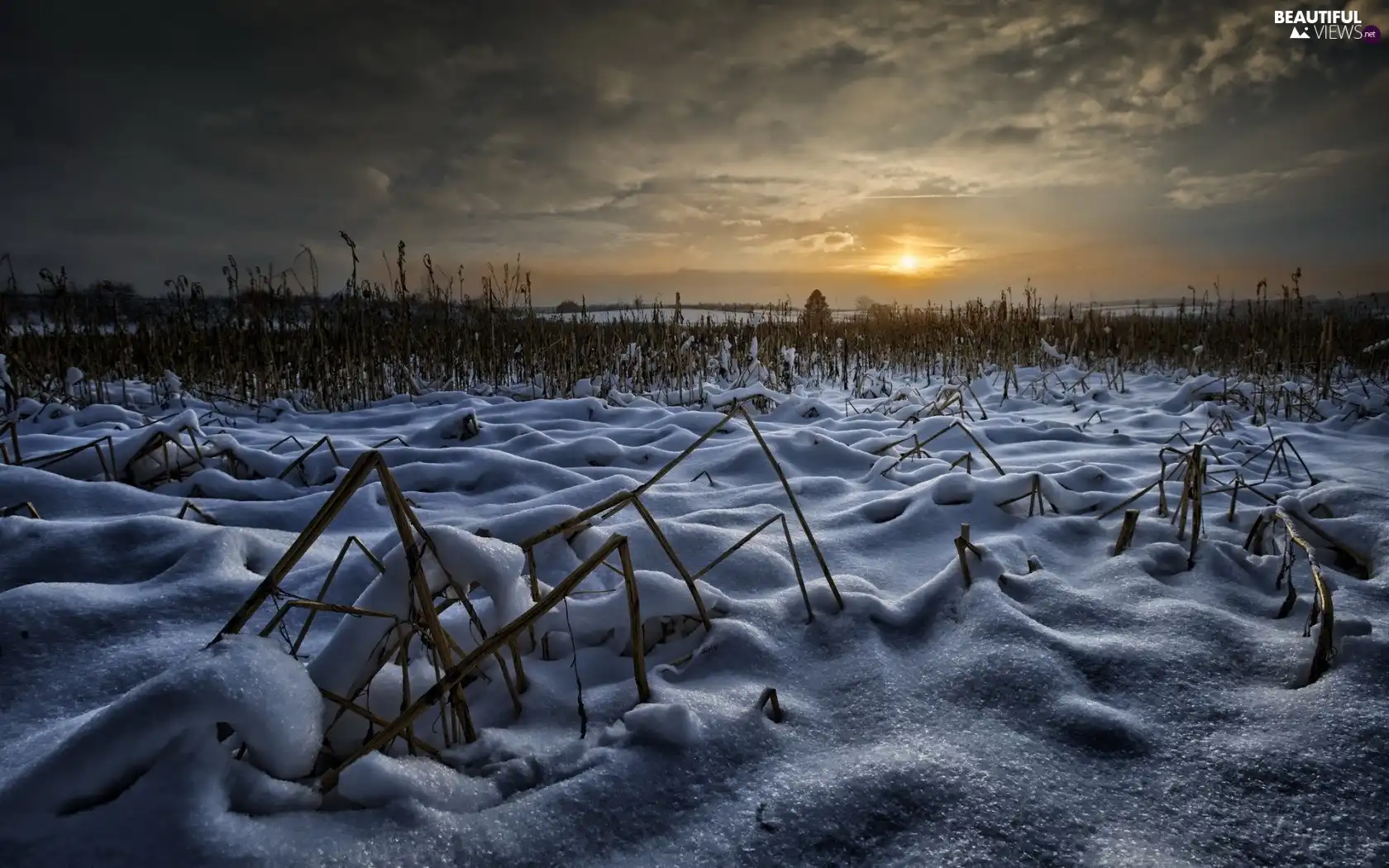 snow, winter, sun, field, west