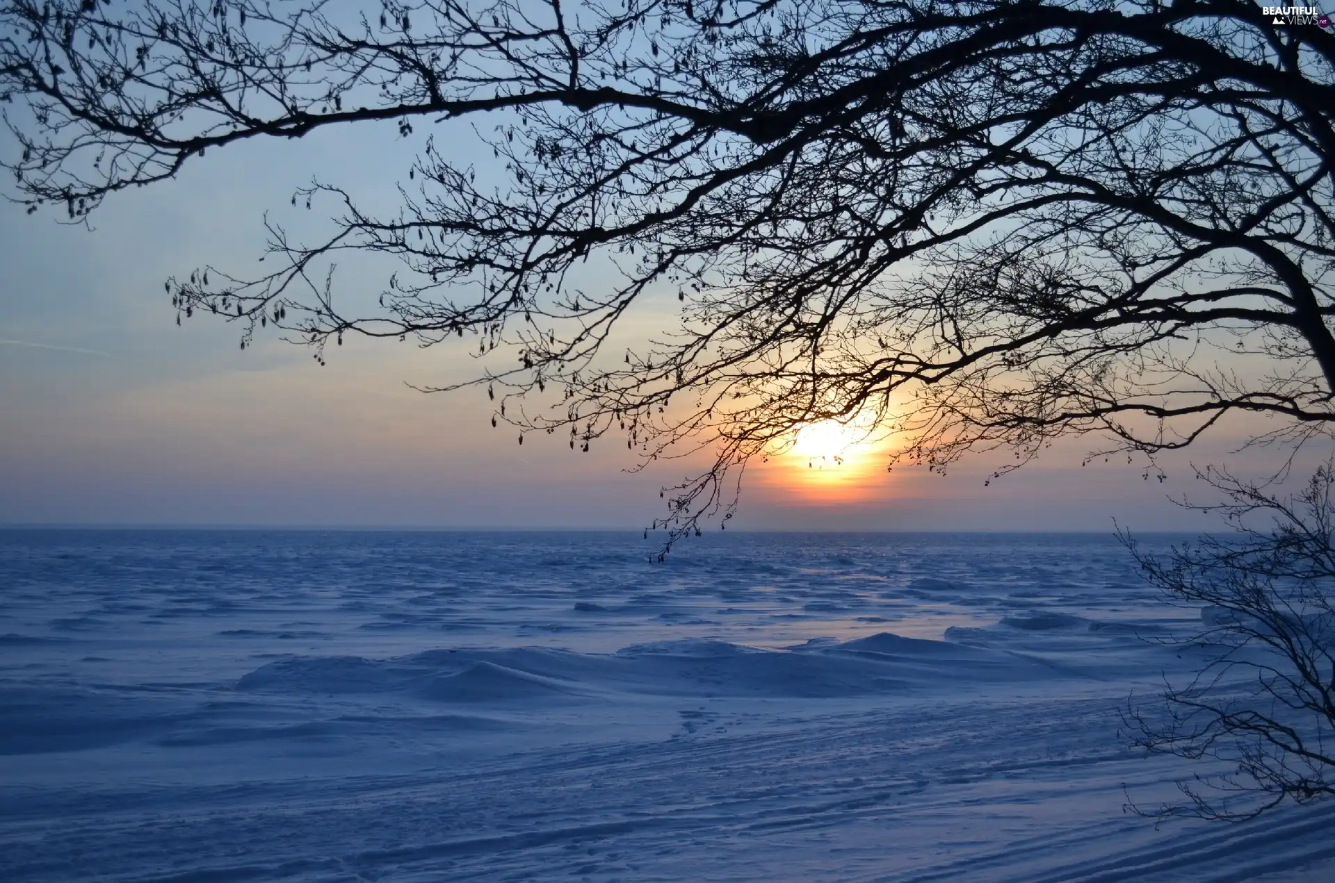 snow, winter, sun, trees, west