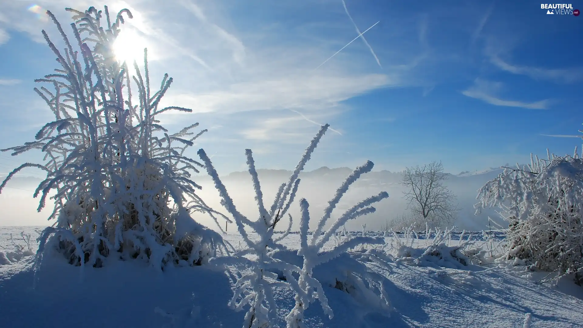 Plants, Mountains, Bush, Snowy, winter, grass, drifts