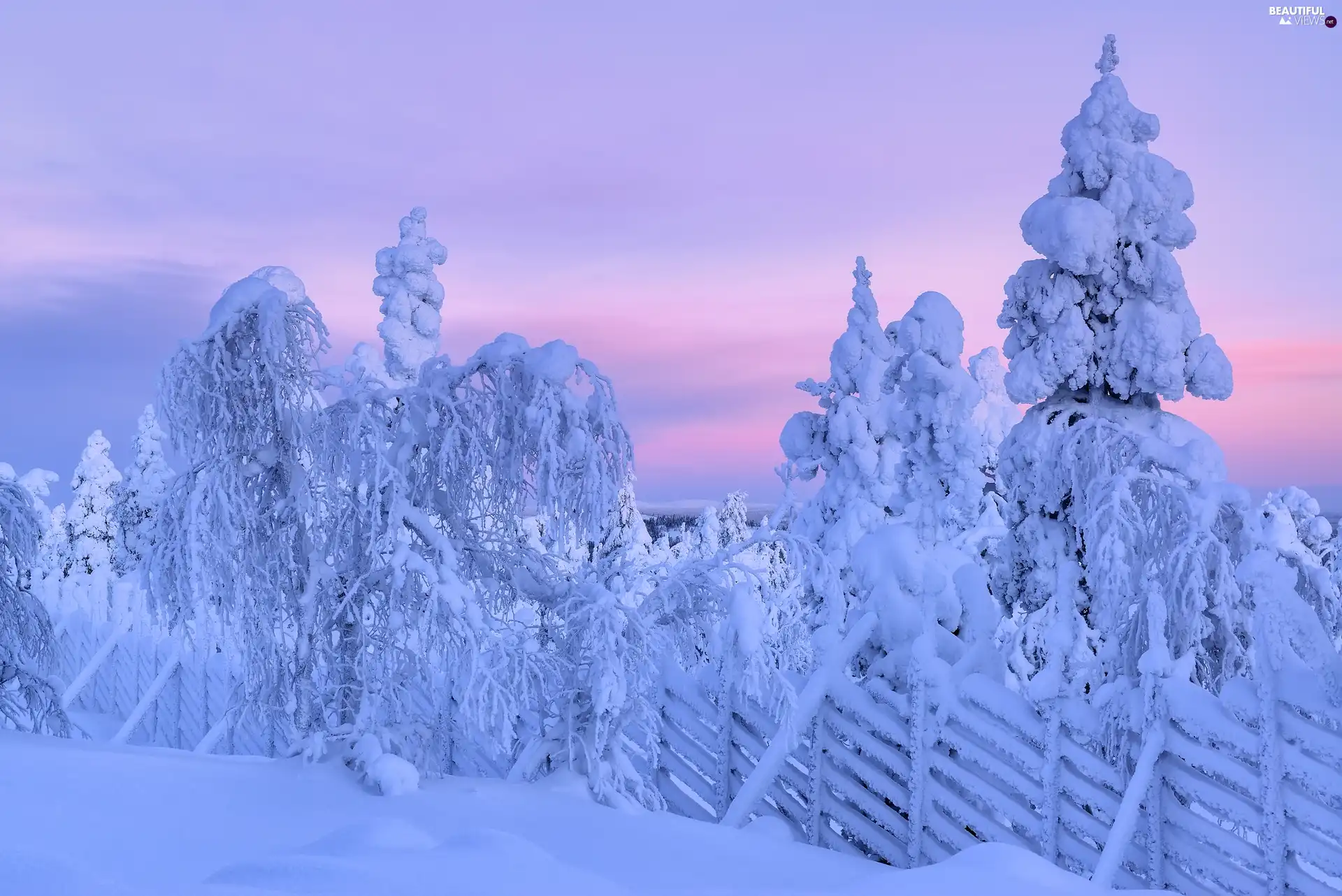 trees, snow, fence, Snowy, winter, viewes, Plants