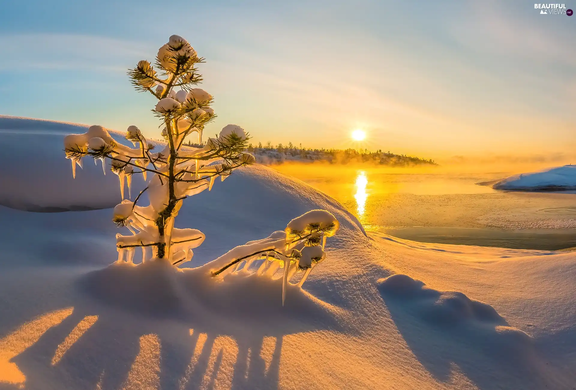 sapling, lake, Fog, snowy, winter, icicle, Sunrise