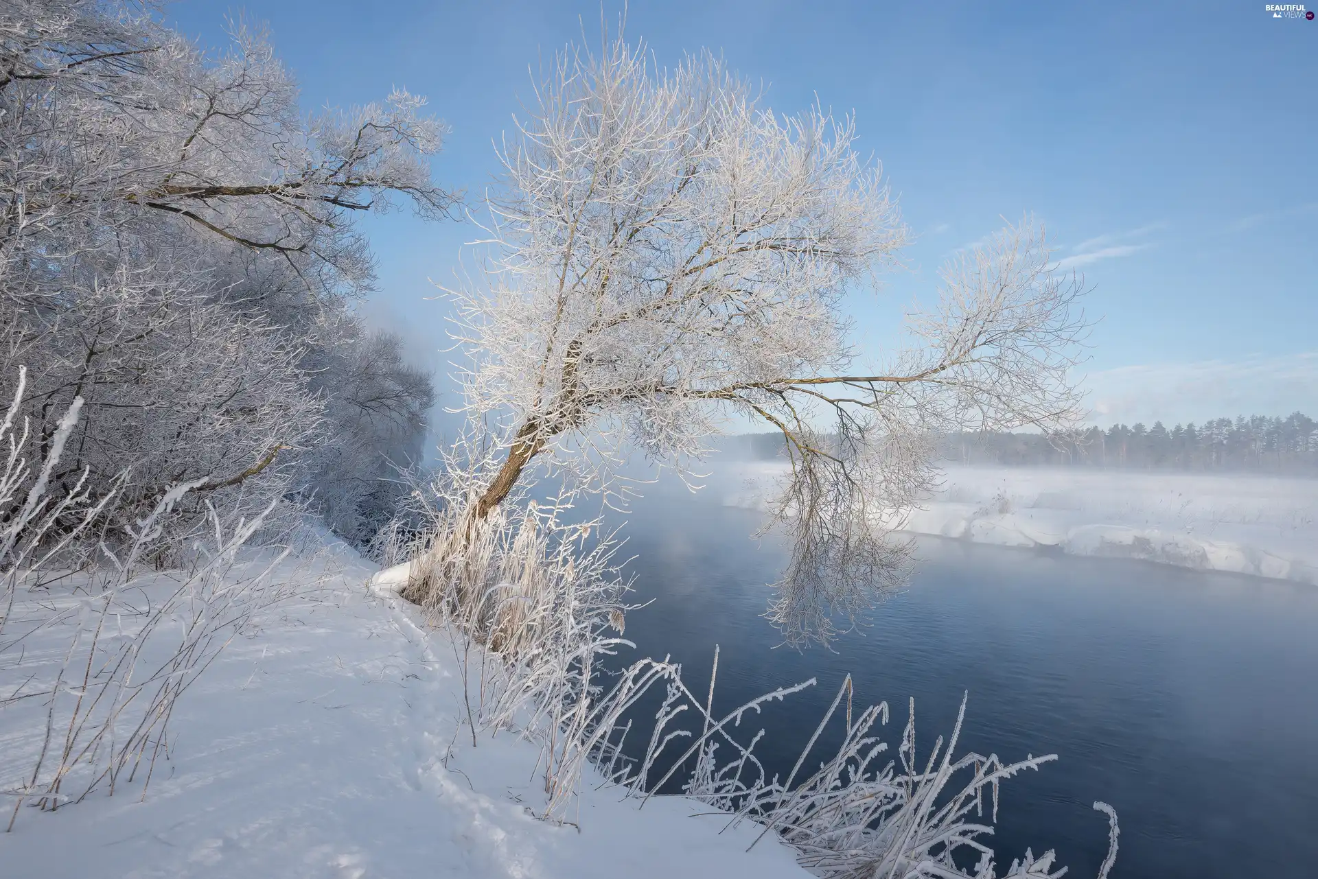 Snowy, winter, frosty, trees, snow, River, grass, Fog, viewes