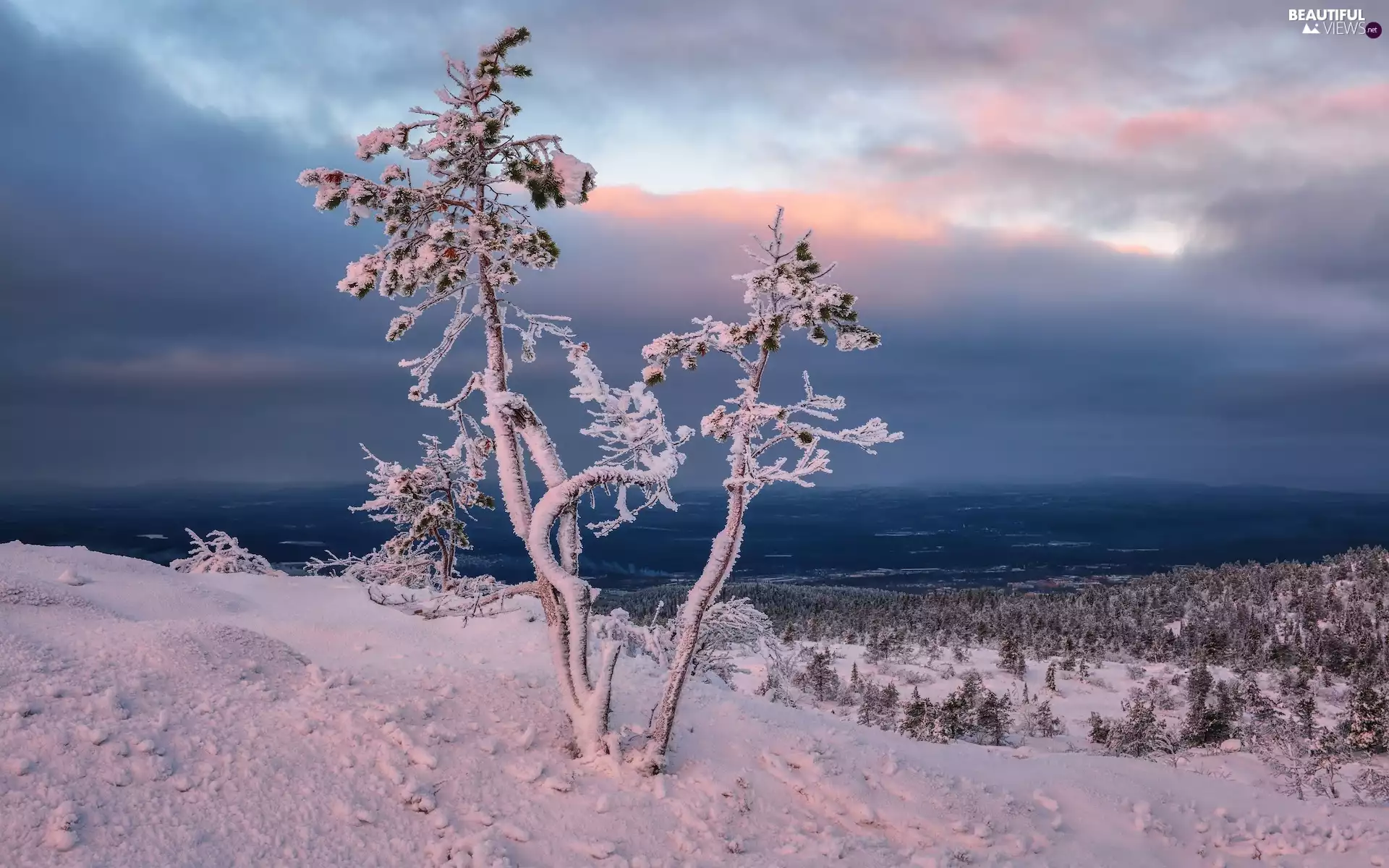viewes, Snowy, Hill, trees, winter