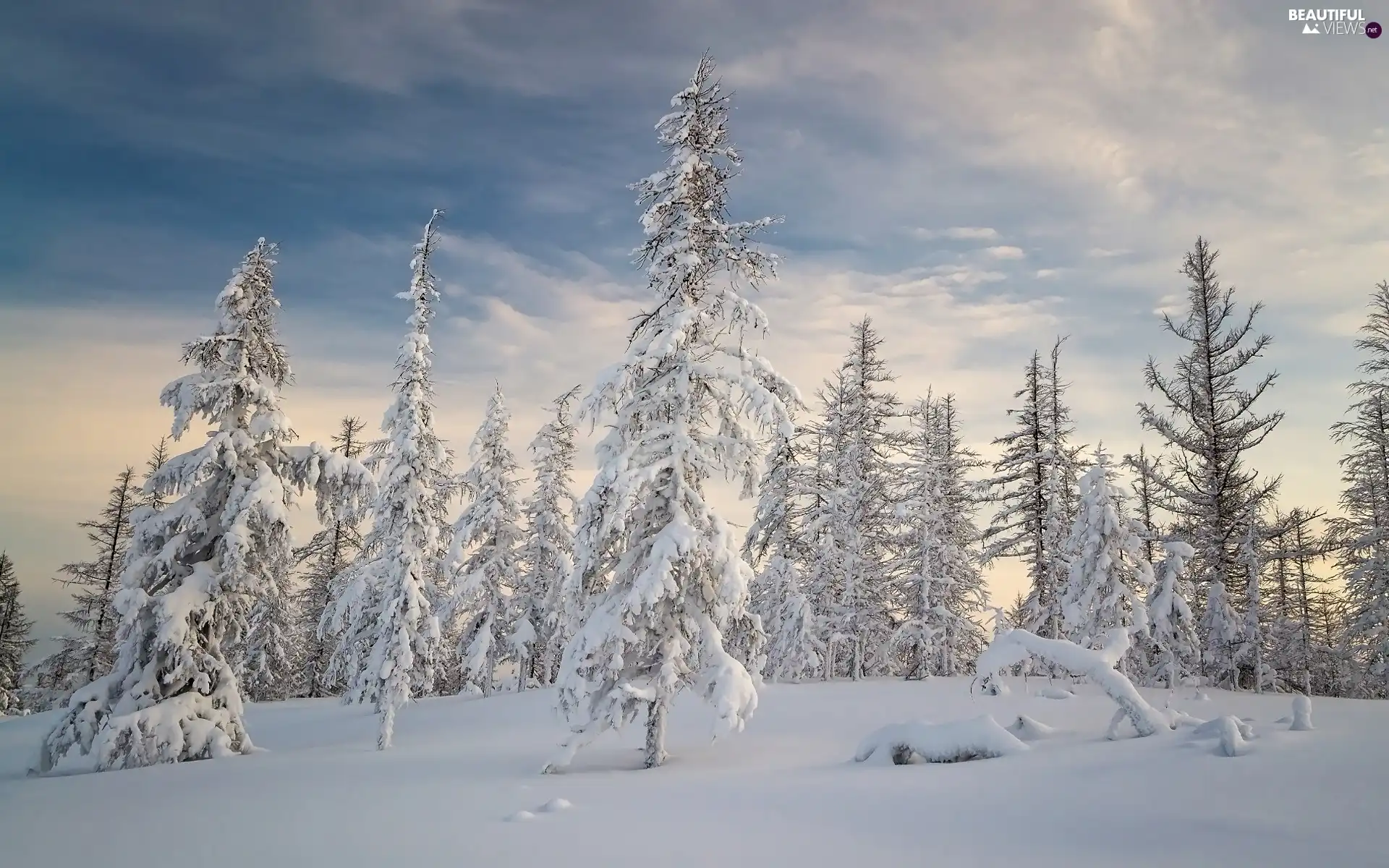 Sky, winter, viewes, Snowy, trees, snow