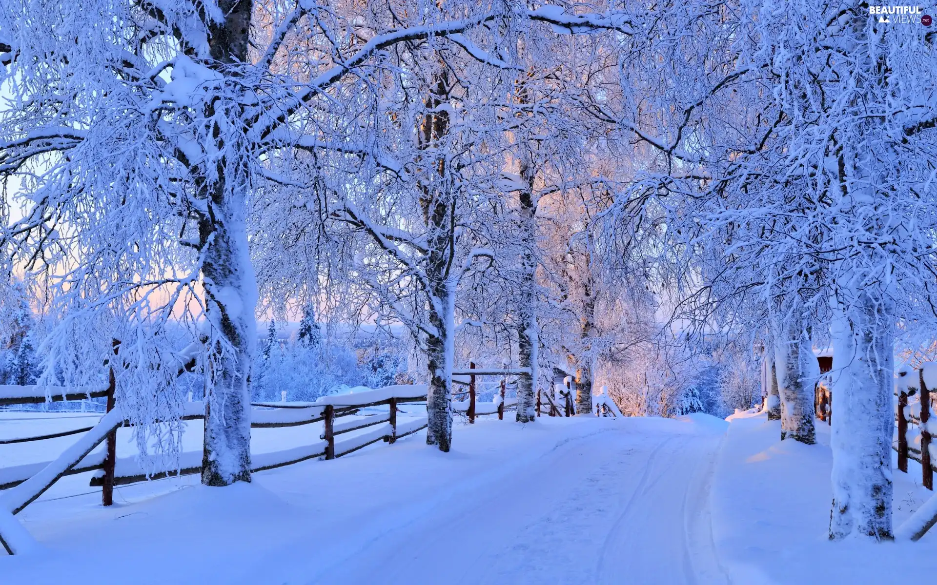 trees, Way, snow, Snowy, winter, viewes, fence