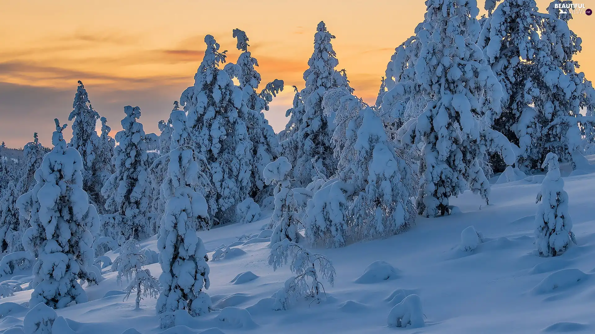 Bush, Snowy, snow, Spruces, winter