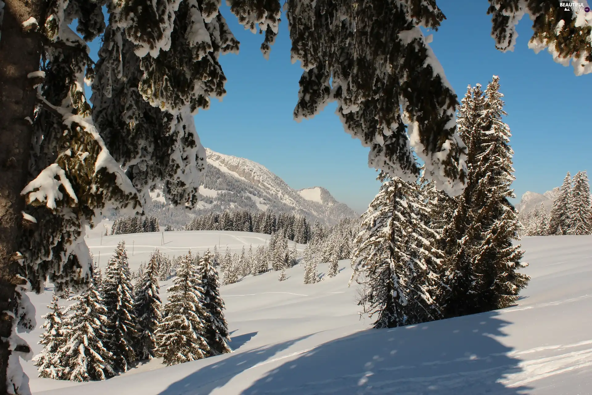 Snowy, Spruces, Mountains, woods, winter
