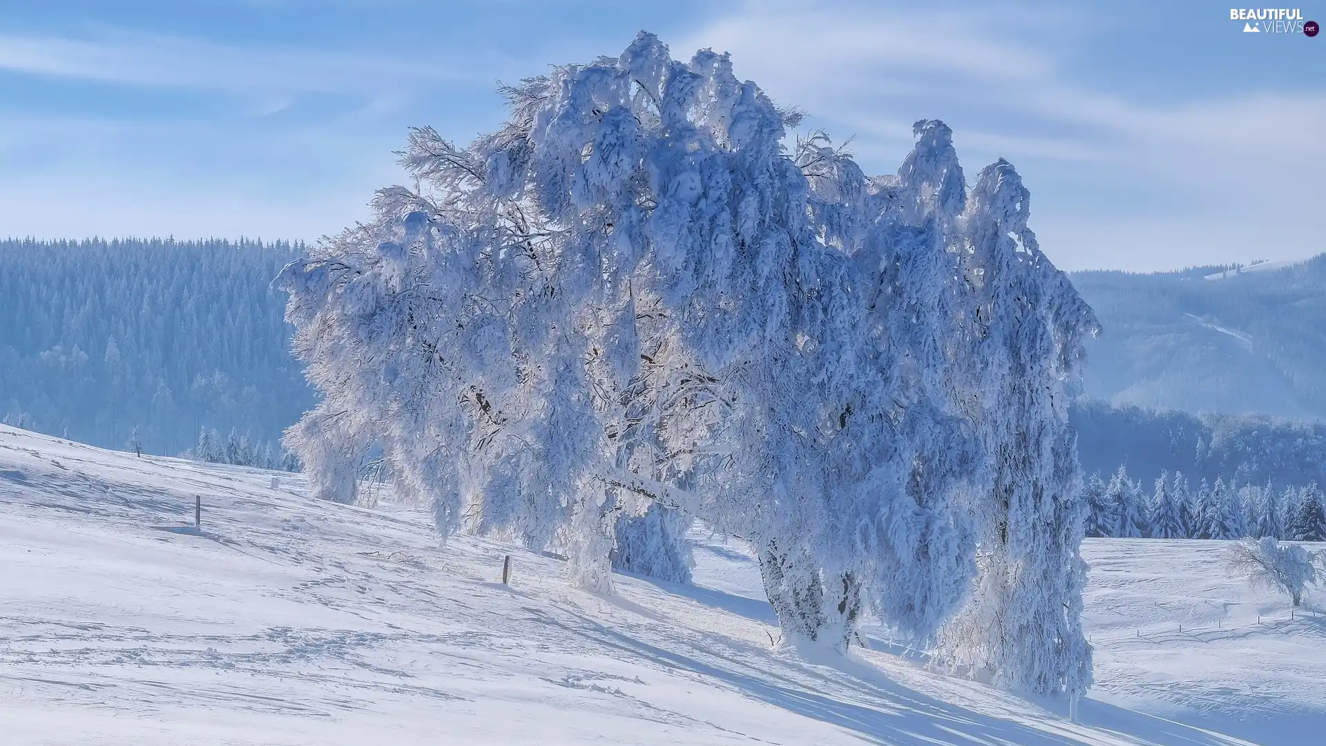 winter, Snowy, trees, The Hills