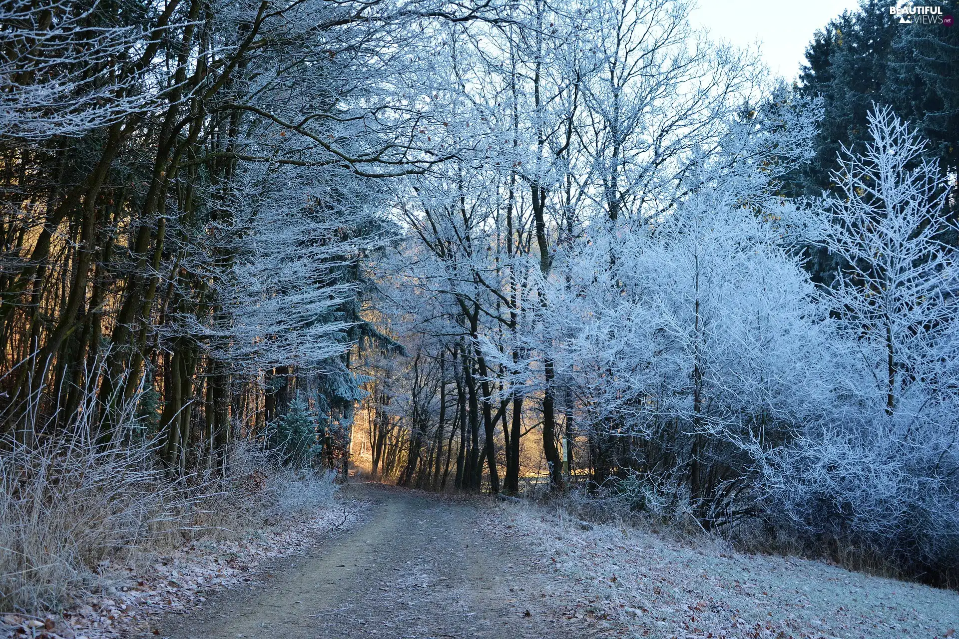 frosty, forest, viewes, Snowy, winter, trees, Way