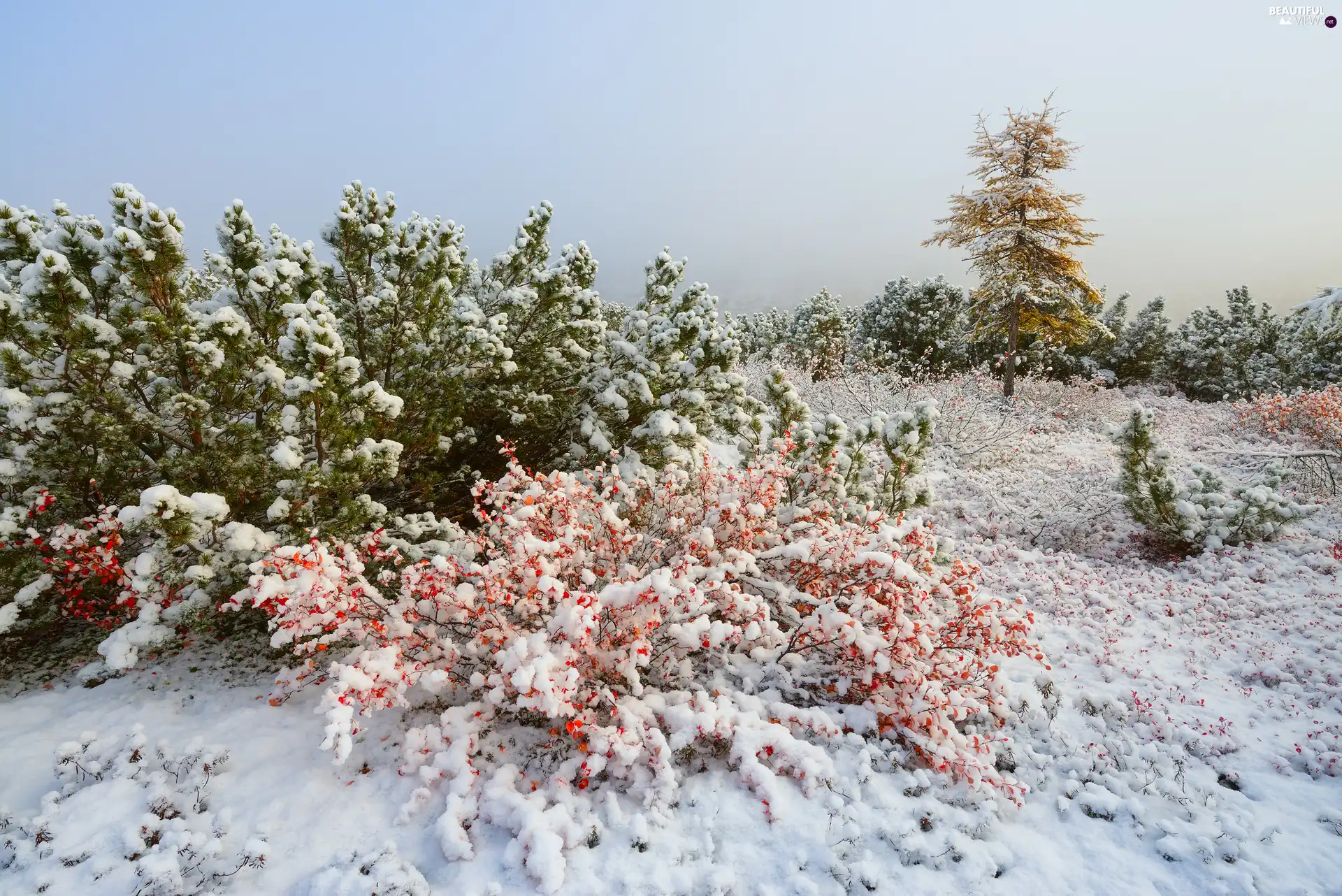 Plants, snow, viewes, Snowy, winter, trees, Bush