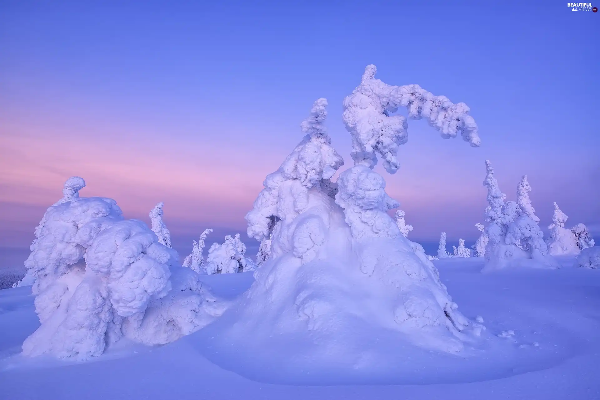 trees, viewes, viewes, Plants, trees, snow, winter, Snowy