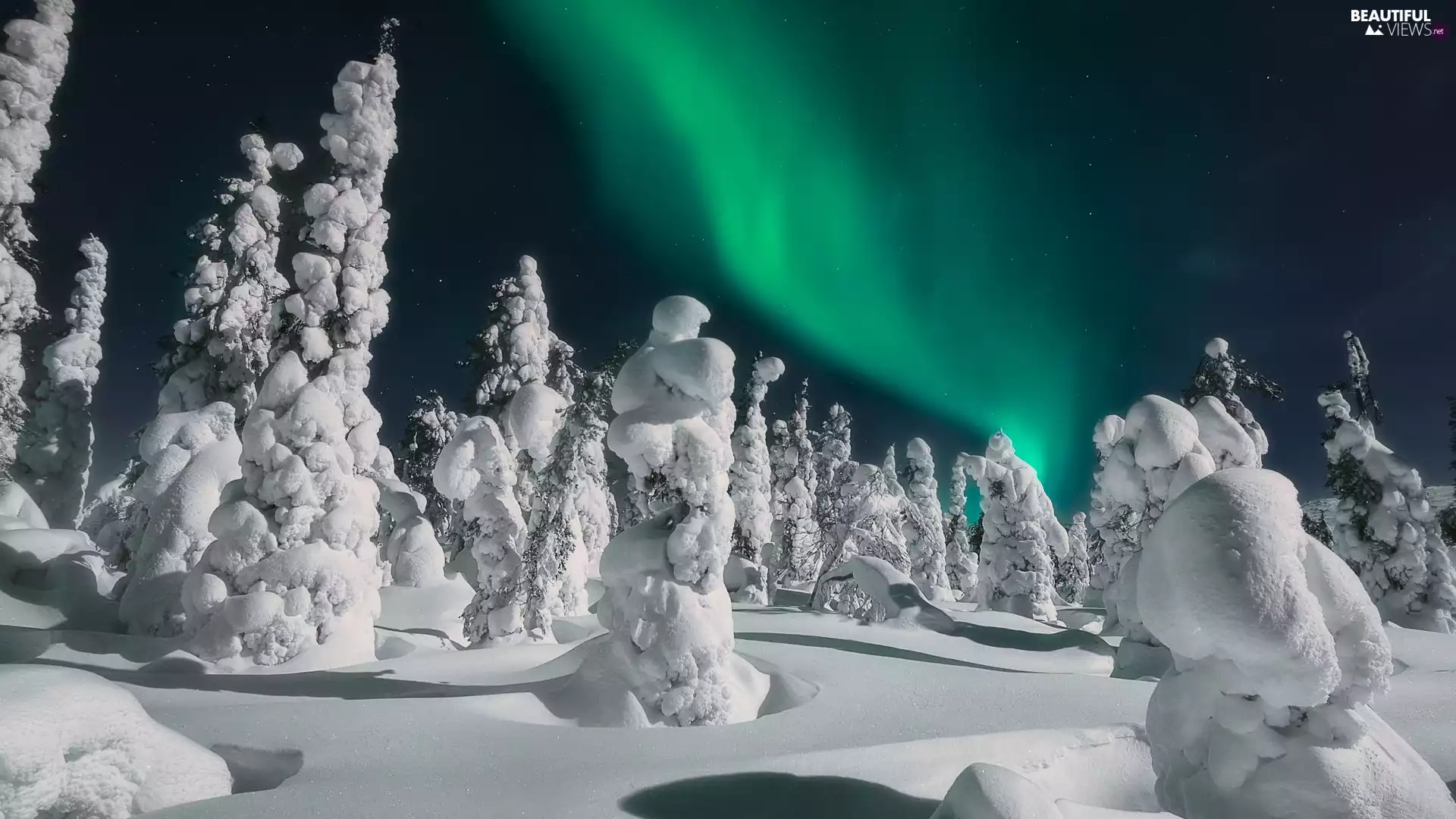 viewes, aurora polaris, Snowy, trees, winter