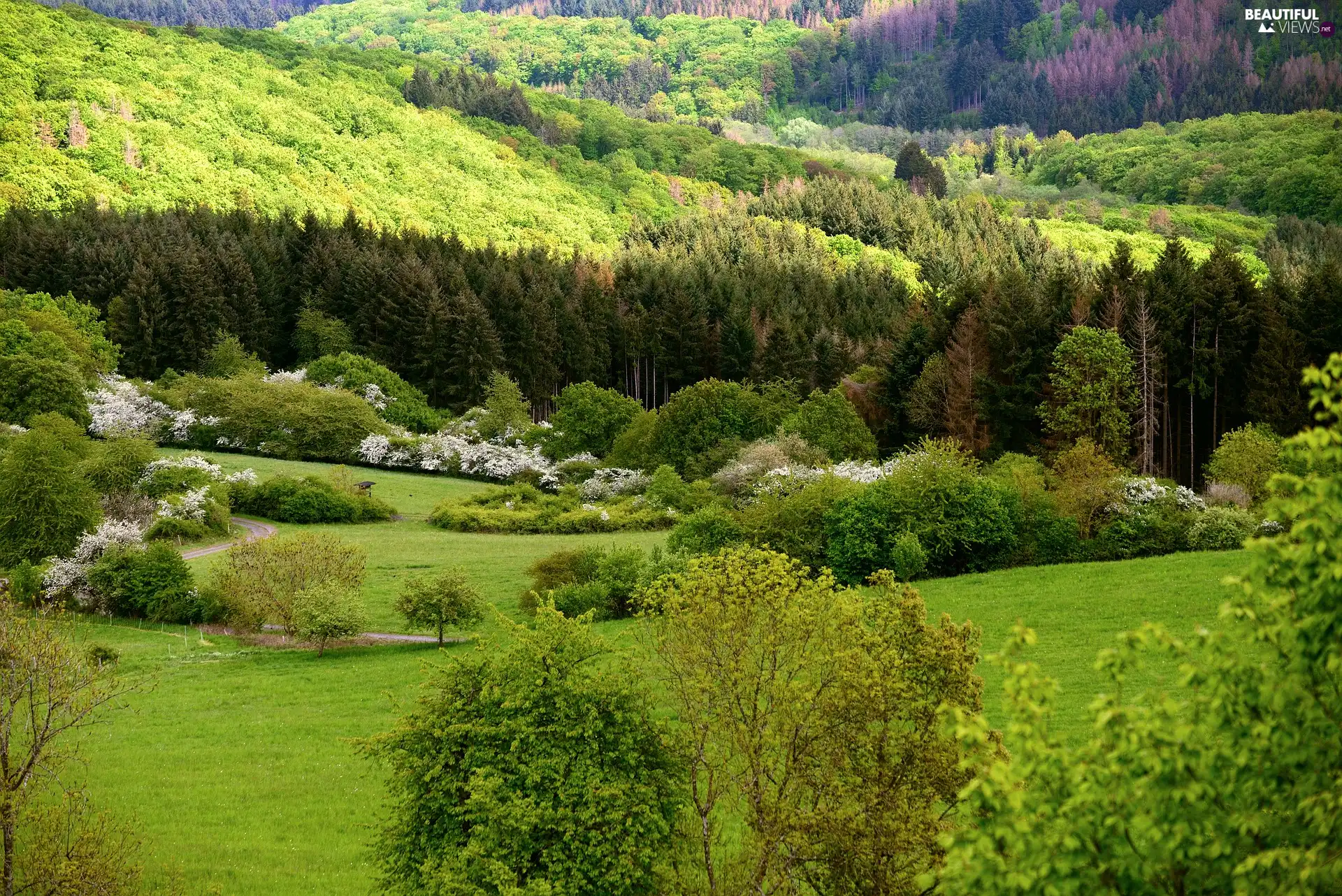 trees, forest, Hill, Spring, viewes, Bush