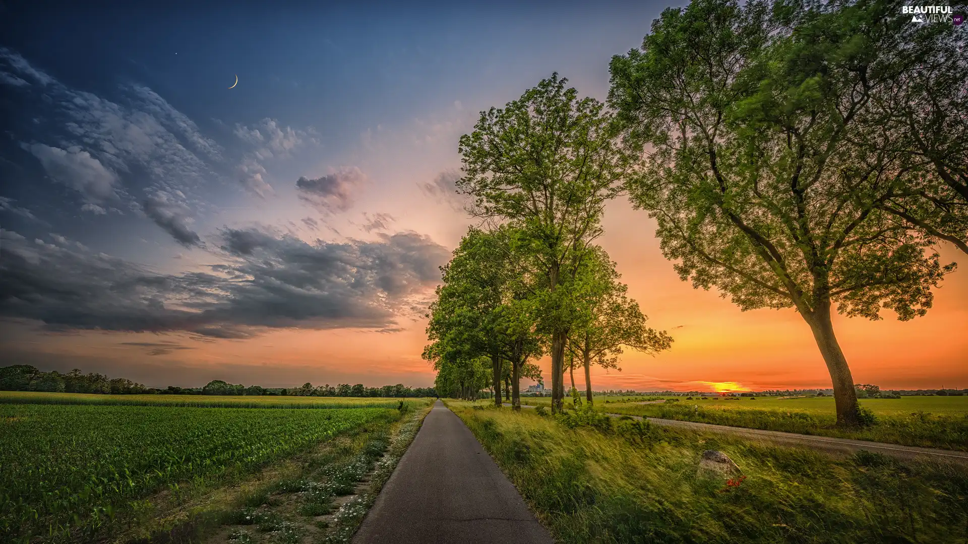 trees, Field, clouds, Way, Great Sunsets, viewes, Spring