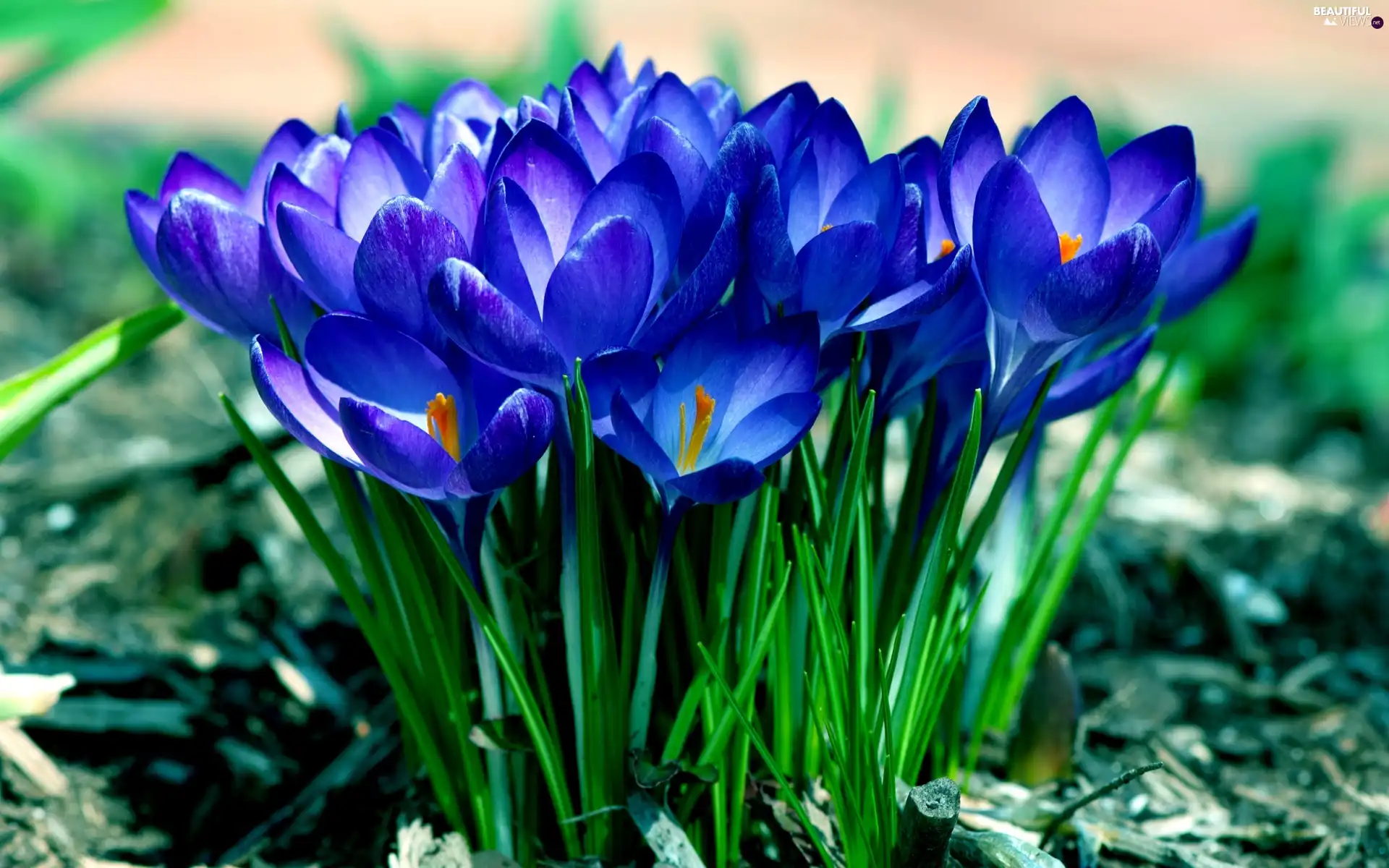 Spring, Blue, crocuses