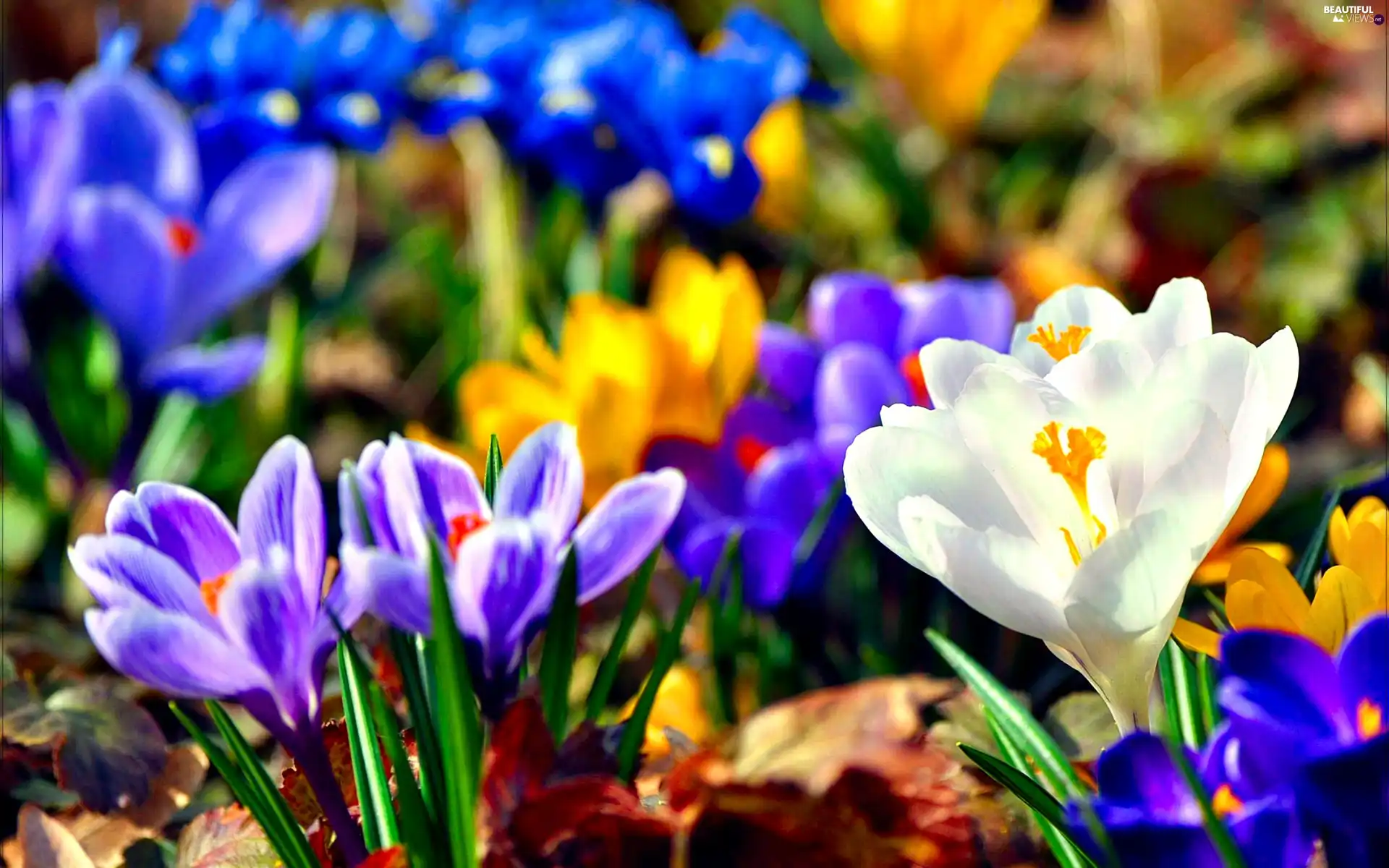 Spring, color, crocuses