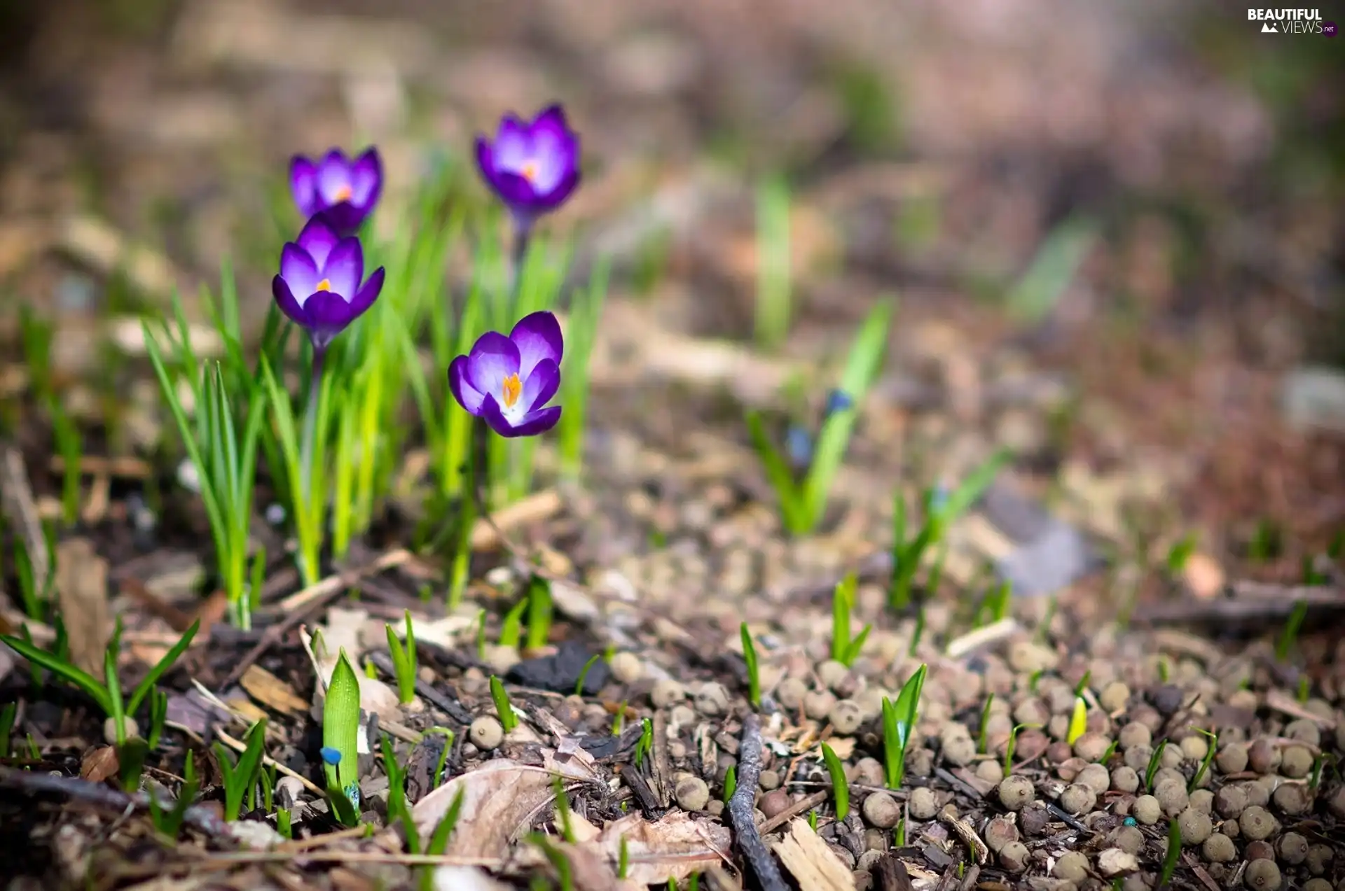 Spring, purple, crocuses