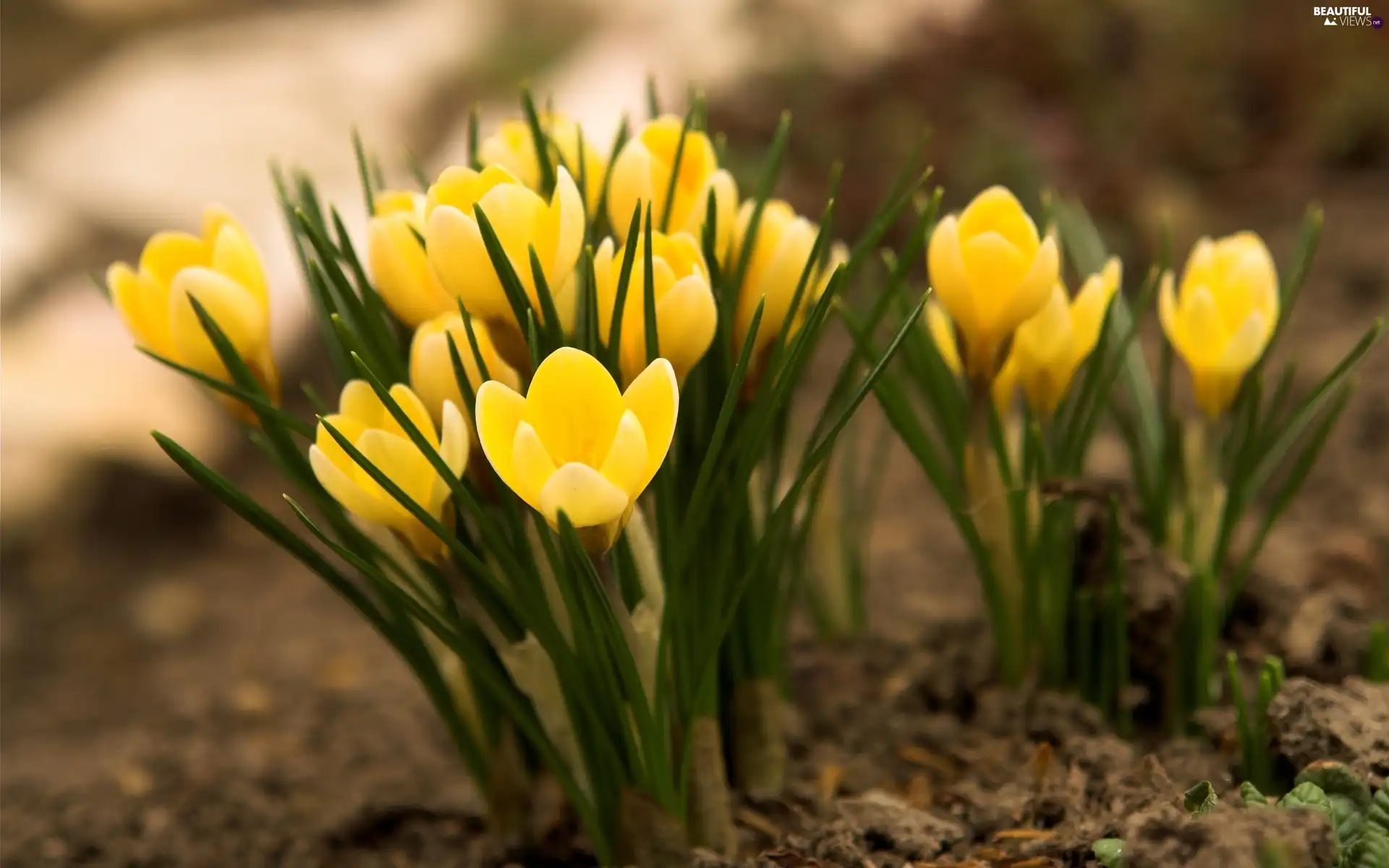 Spring, Yellow, crocuses