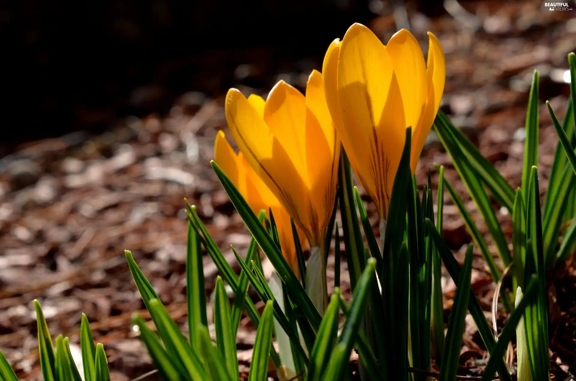 Spring, Yellow, crocuses