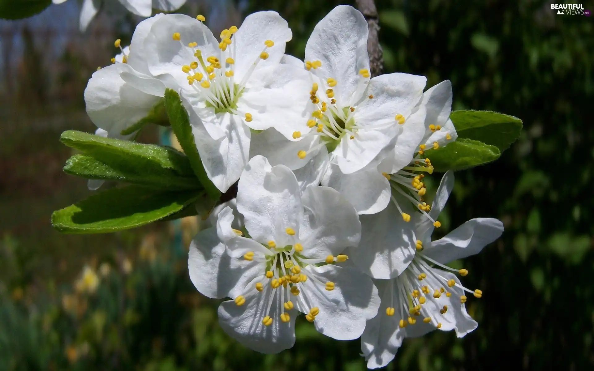 flourishing, Garden, Spring, trees