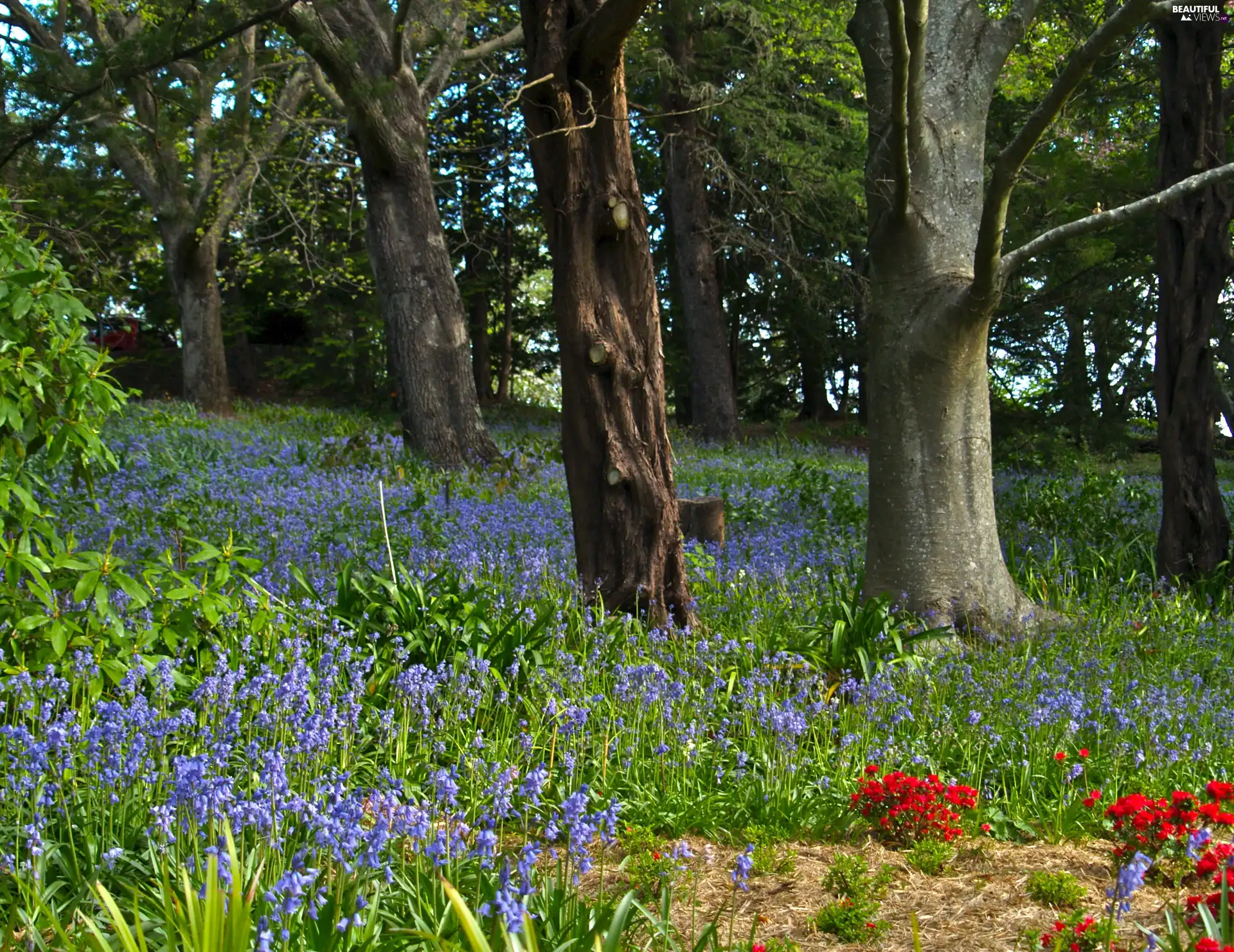 Spring, forest, Flowers