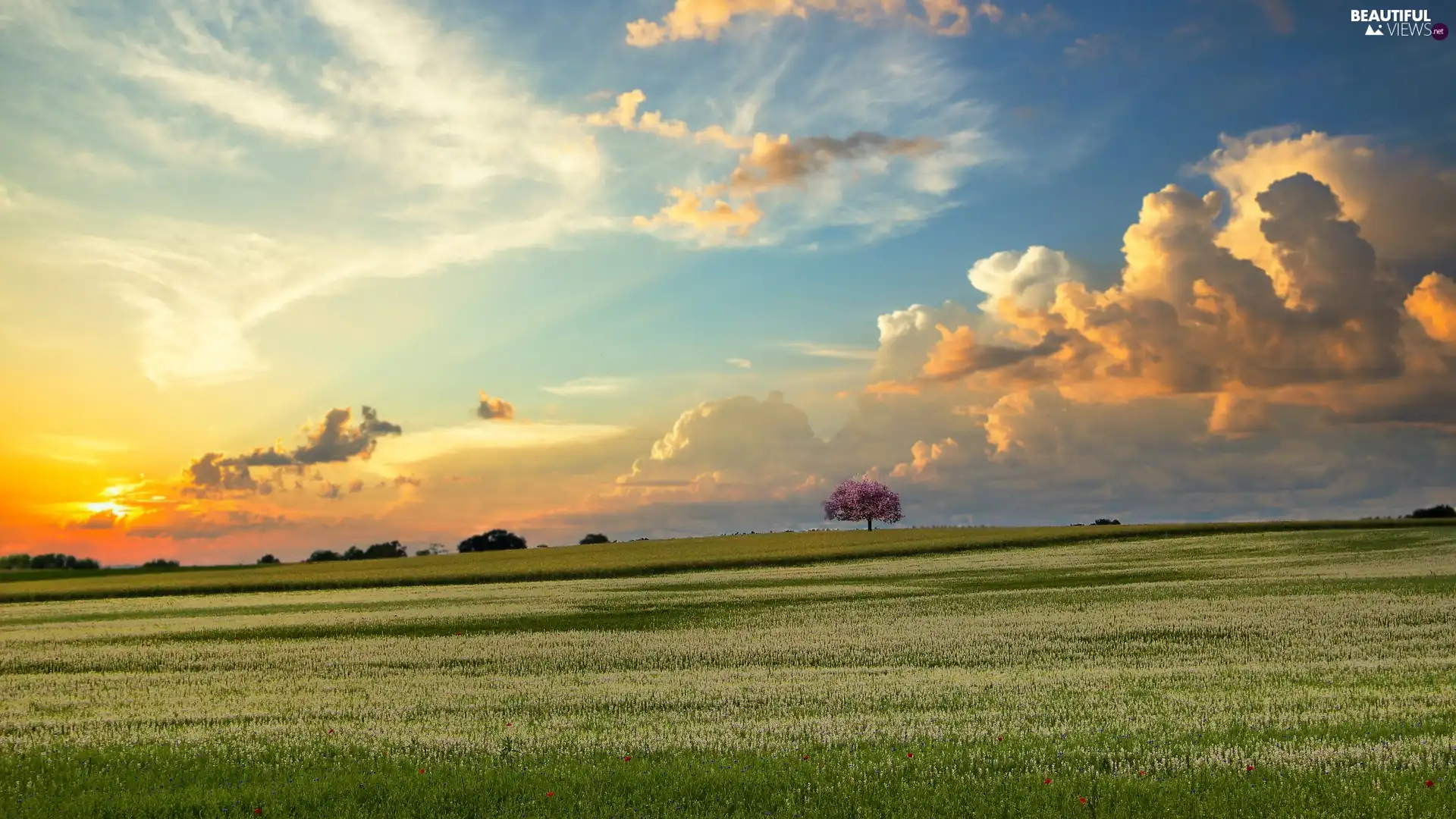 trees, Meadow, Sunrise, Spring, clouds, Flowers