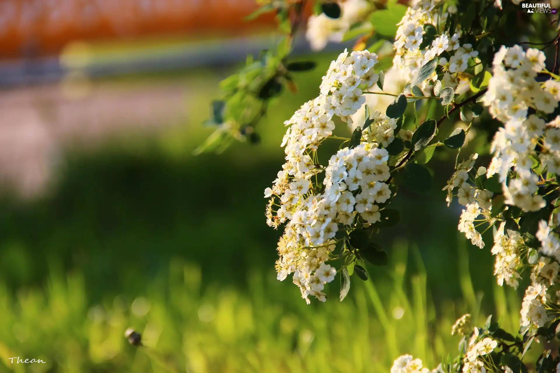 Spring, White, Flowers