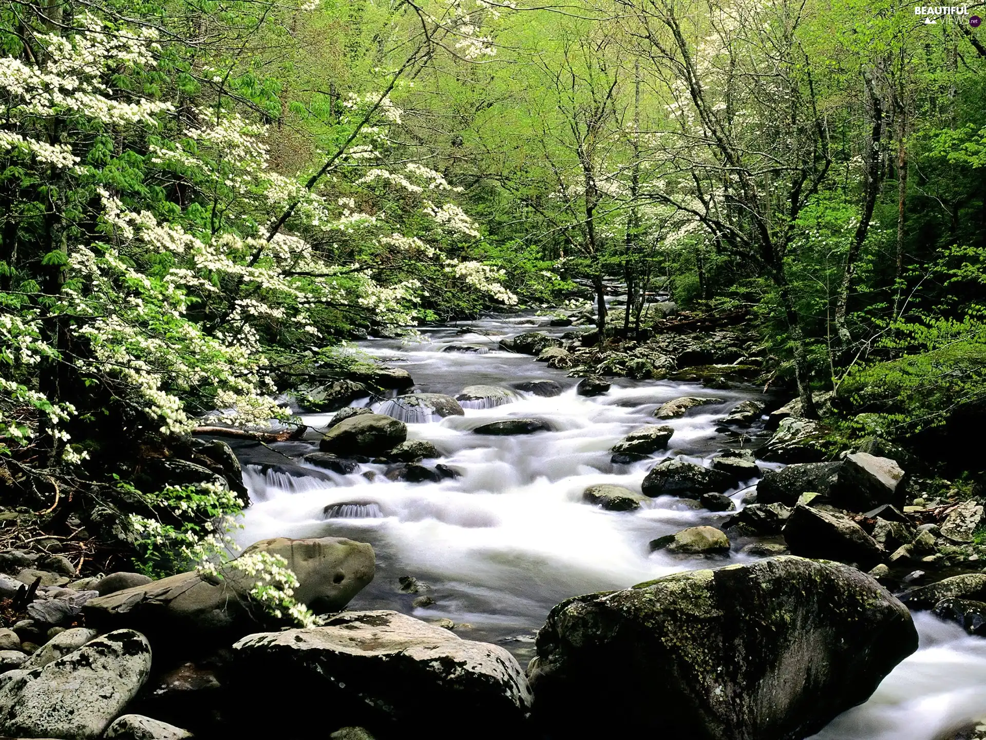 flux, Stones, Spring, forest