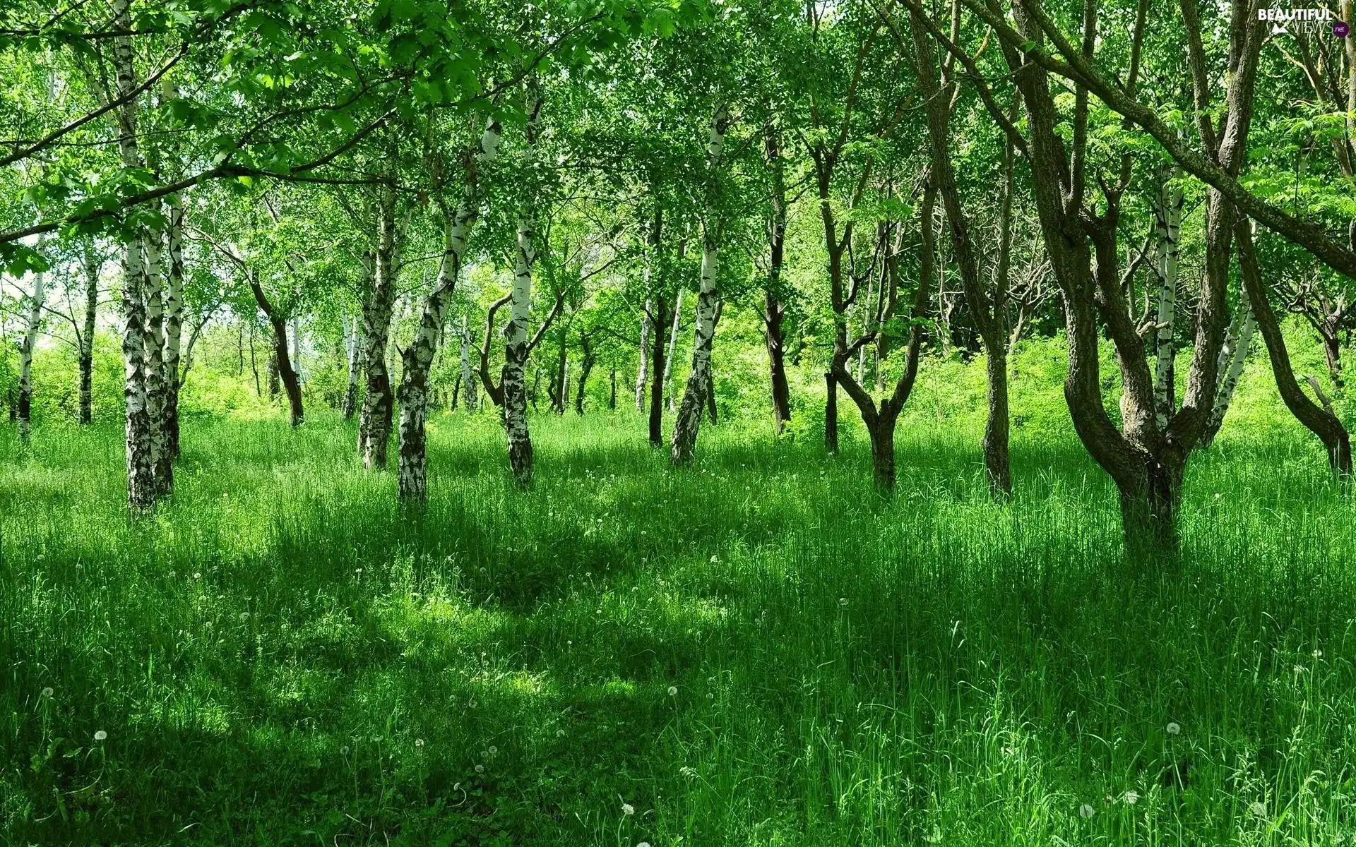forest, grass, Spring, birch