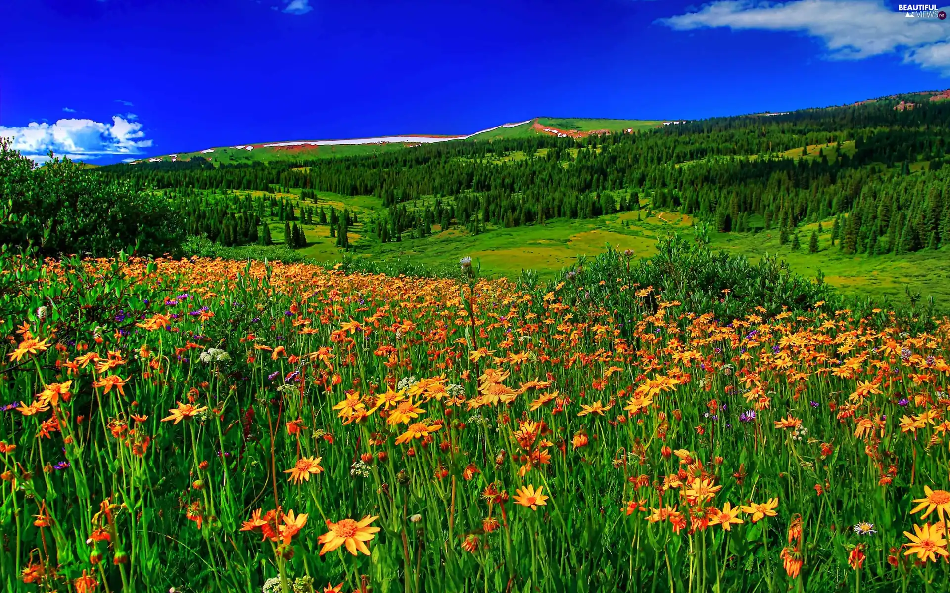 Meadow Wildflowers Spring Flowers Beautiful Views Wallpapers 2560x1600