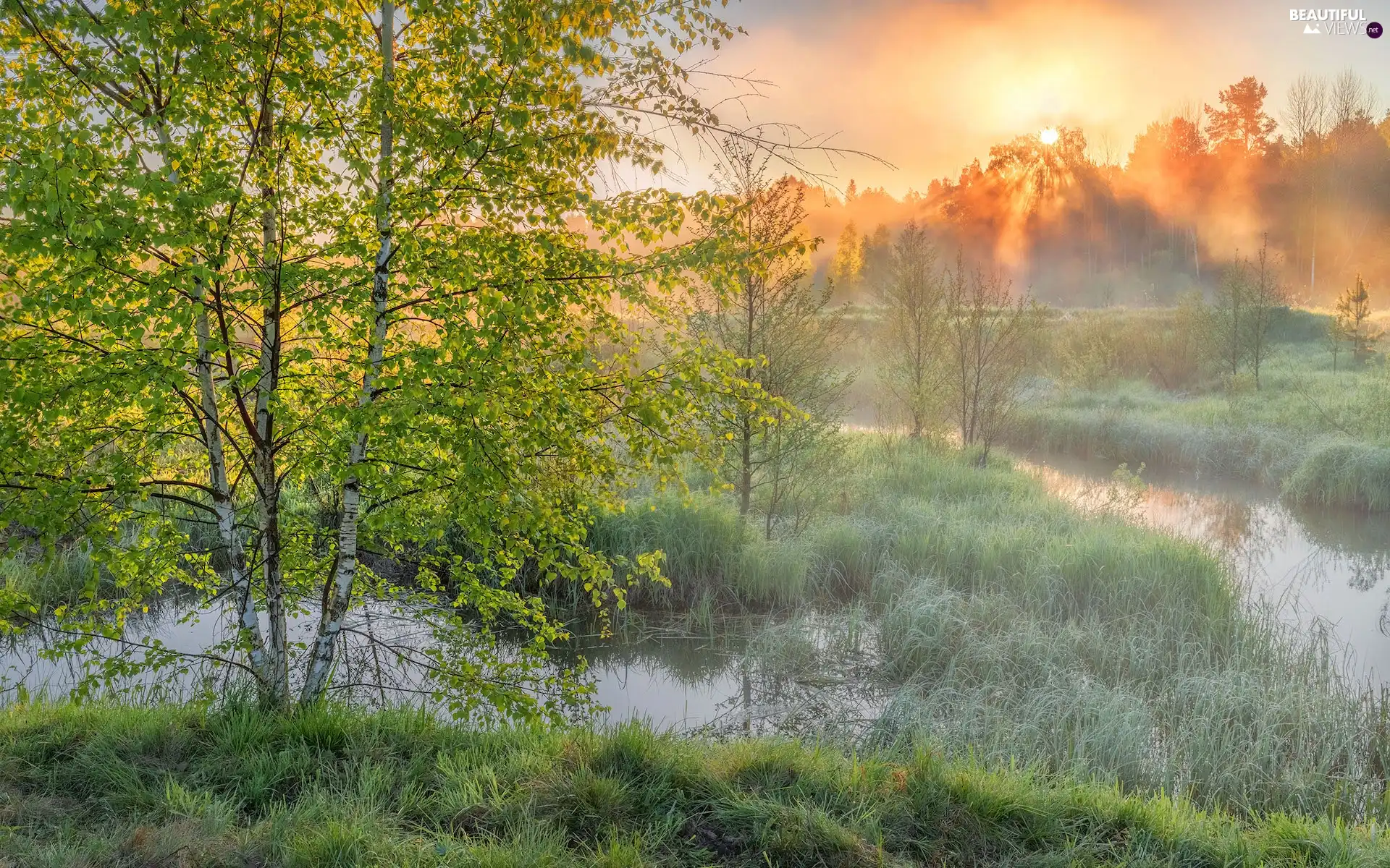 birch-tree, grass, Spring, River, Sunrise