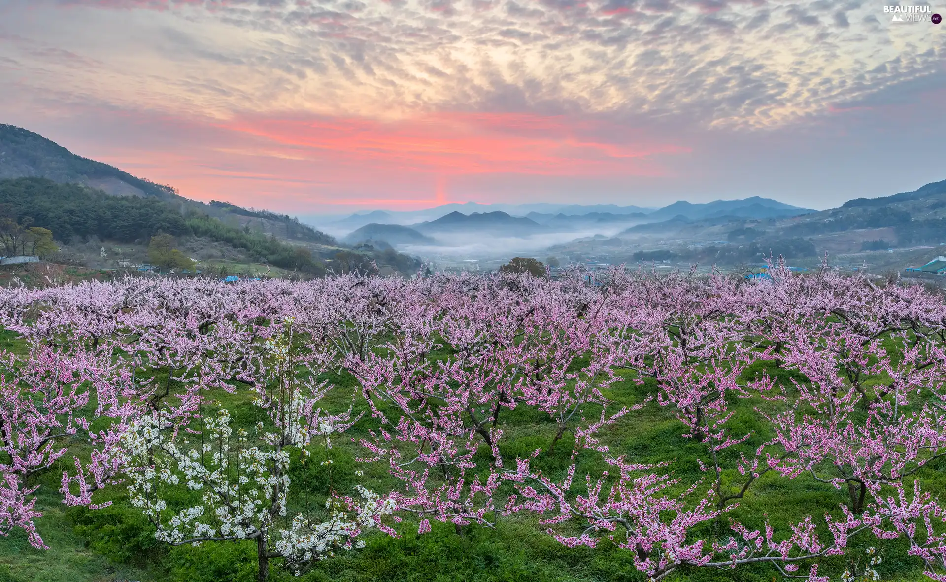 Spring, Fruit Trees, The Hills, peaches, flourishing, Fog, Sunrise, Flowers