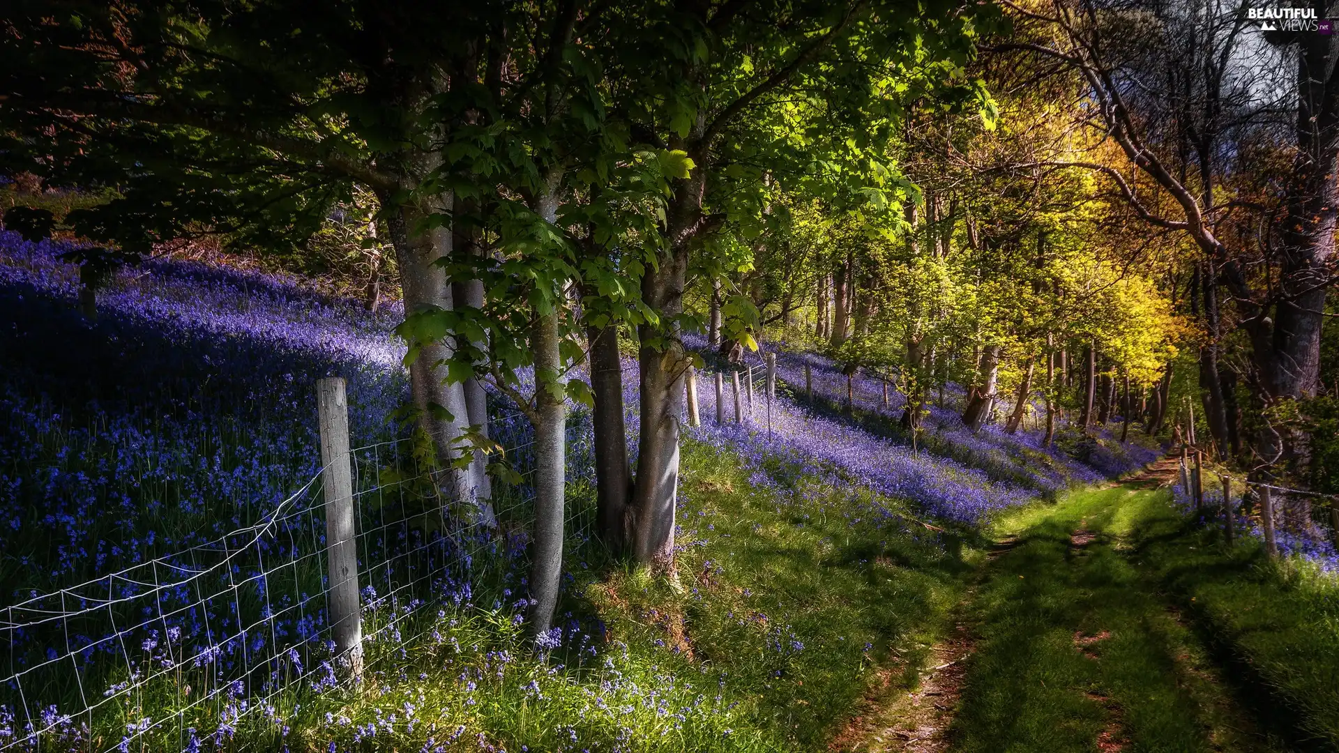 viewes, Way, Flowers, Spring, Fance, trees