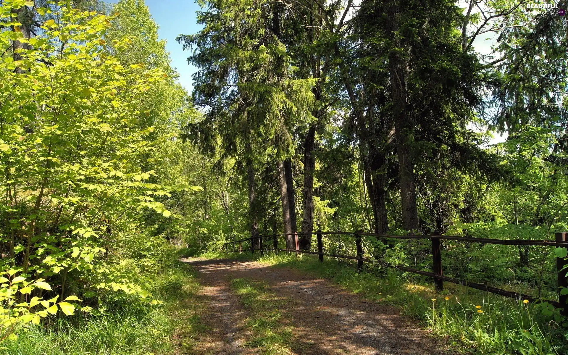 Spring, forest, Way