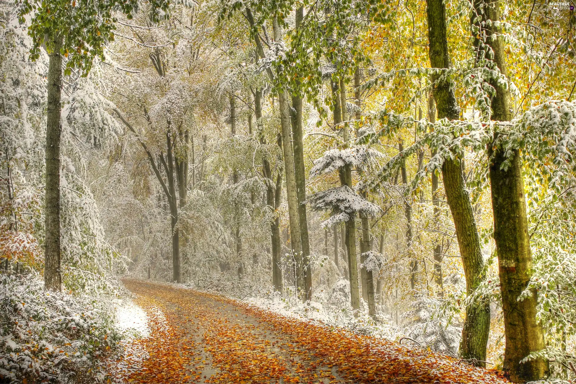 sprinkle, snow, Way, Leaf, forest