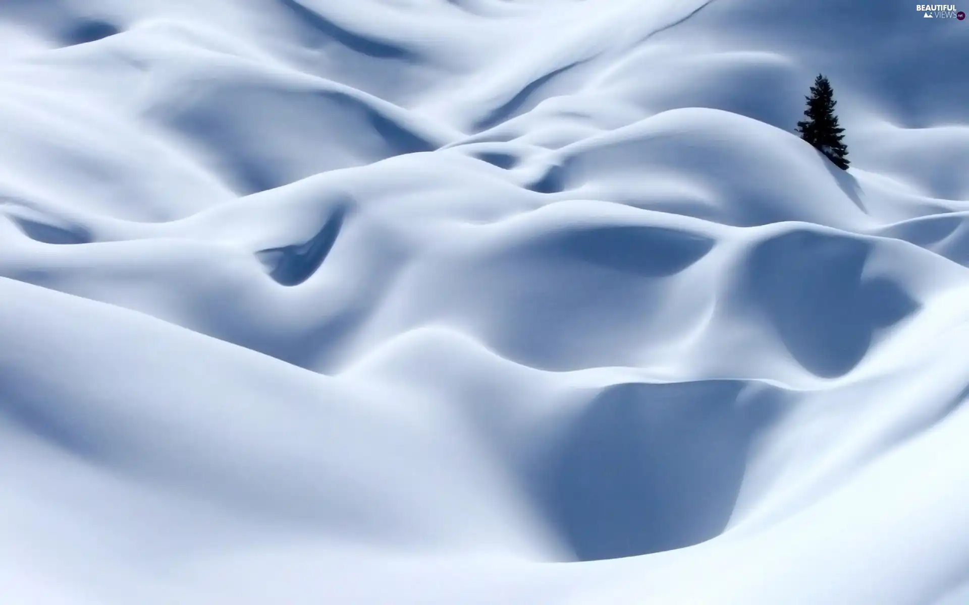 land, snow, spruce, Covered