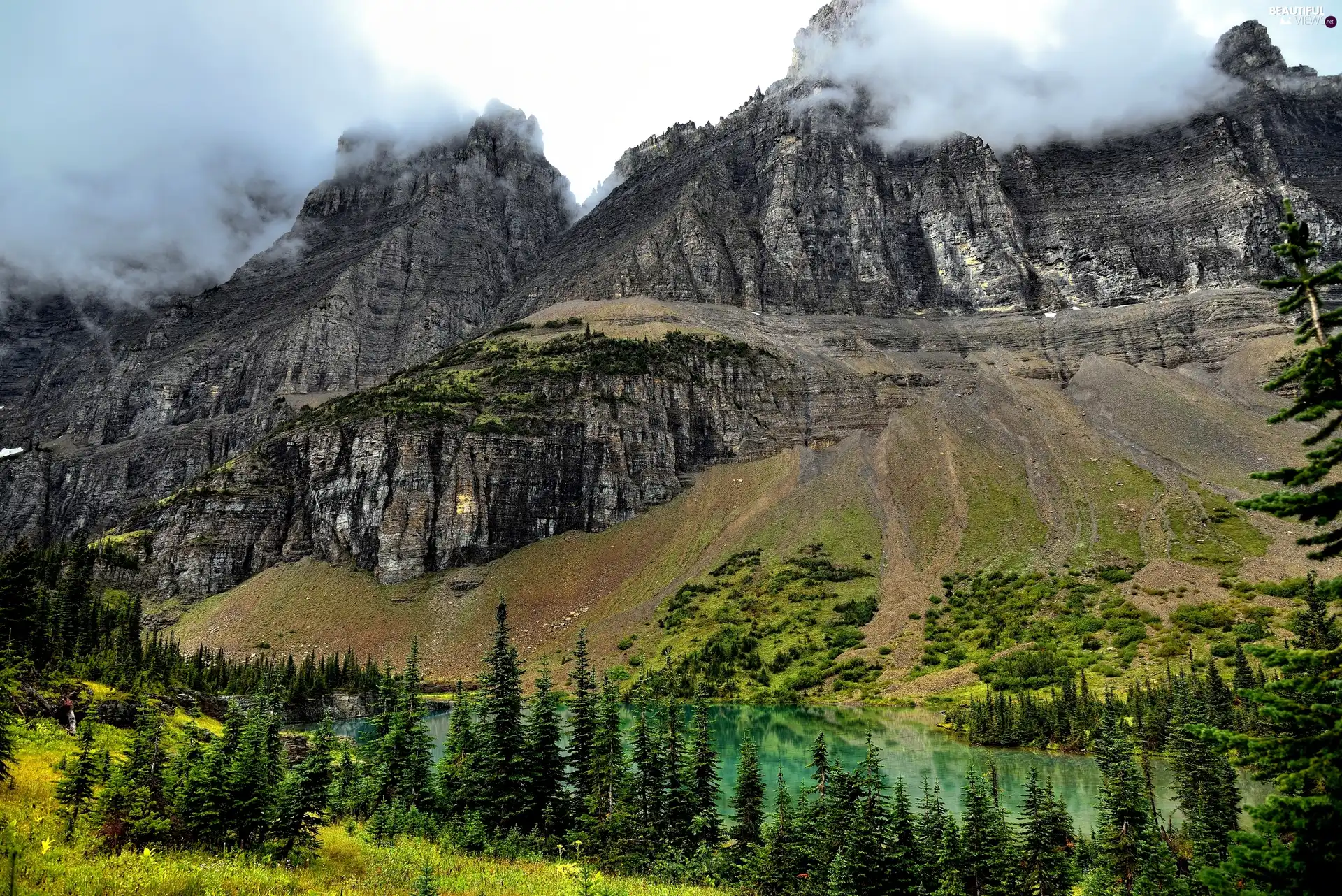 Spruces, rocks, Fog