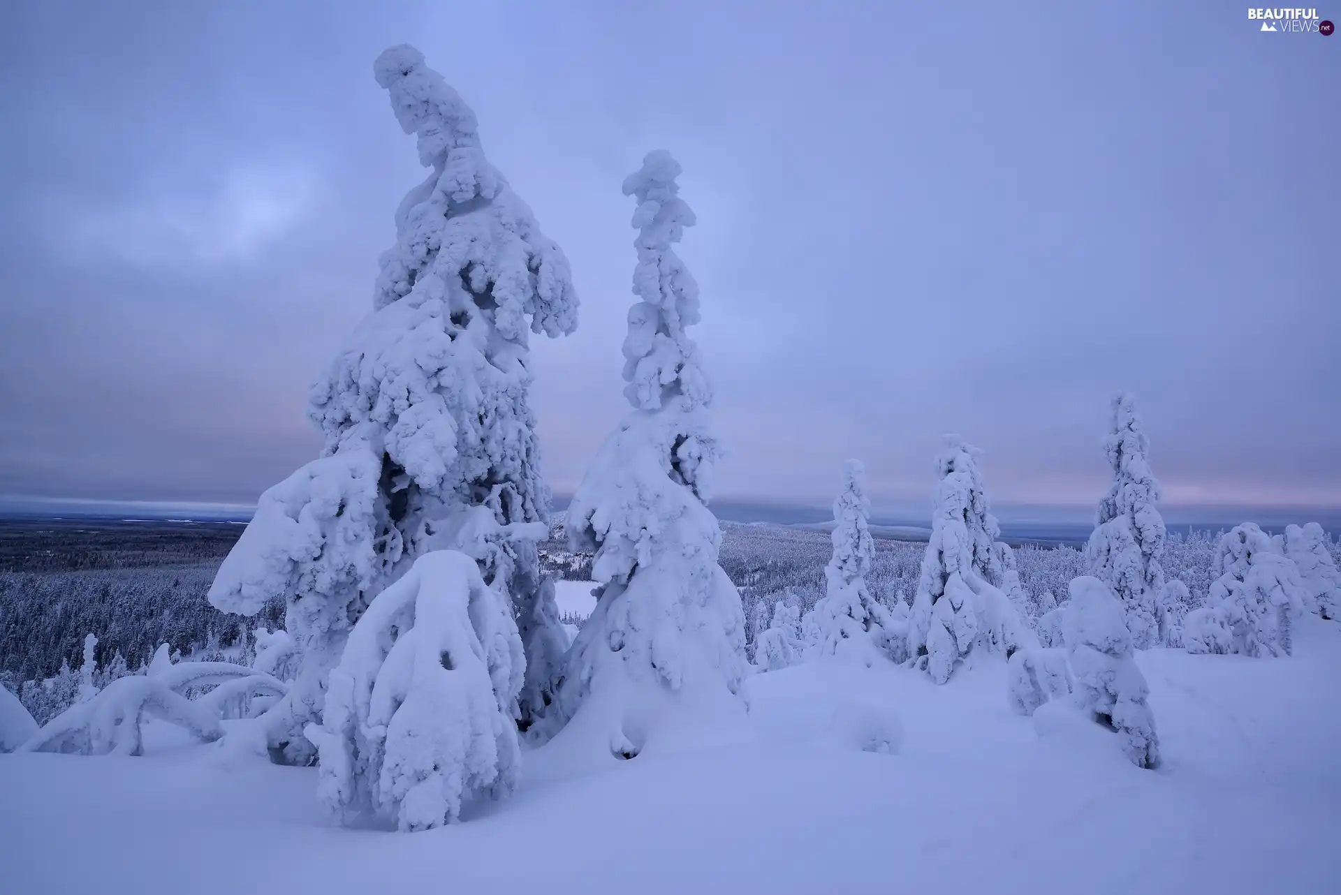 Snowy, winter, viewes, Spruces, trees, Mountains